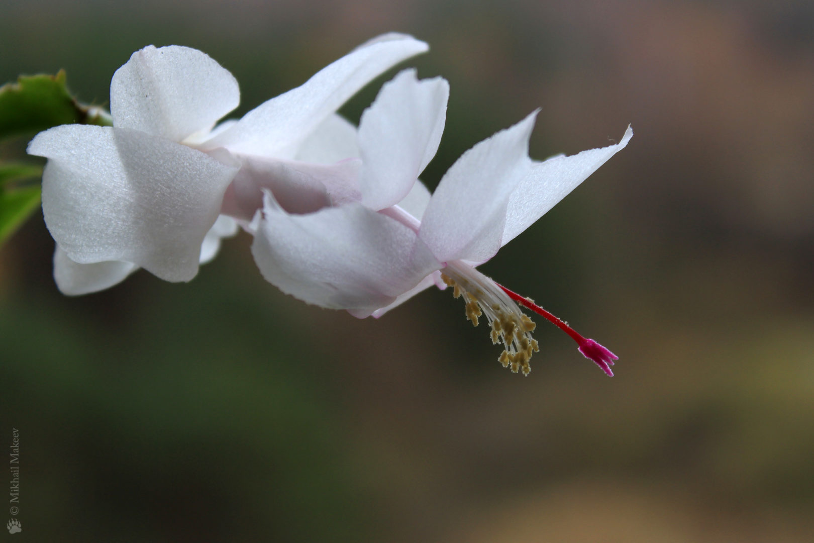 Декабрист, или (Schlumbergera) с белыми цветками