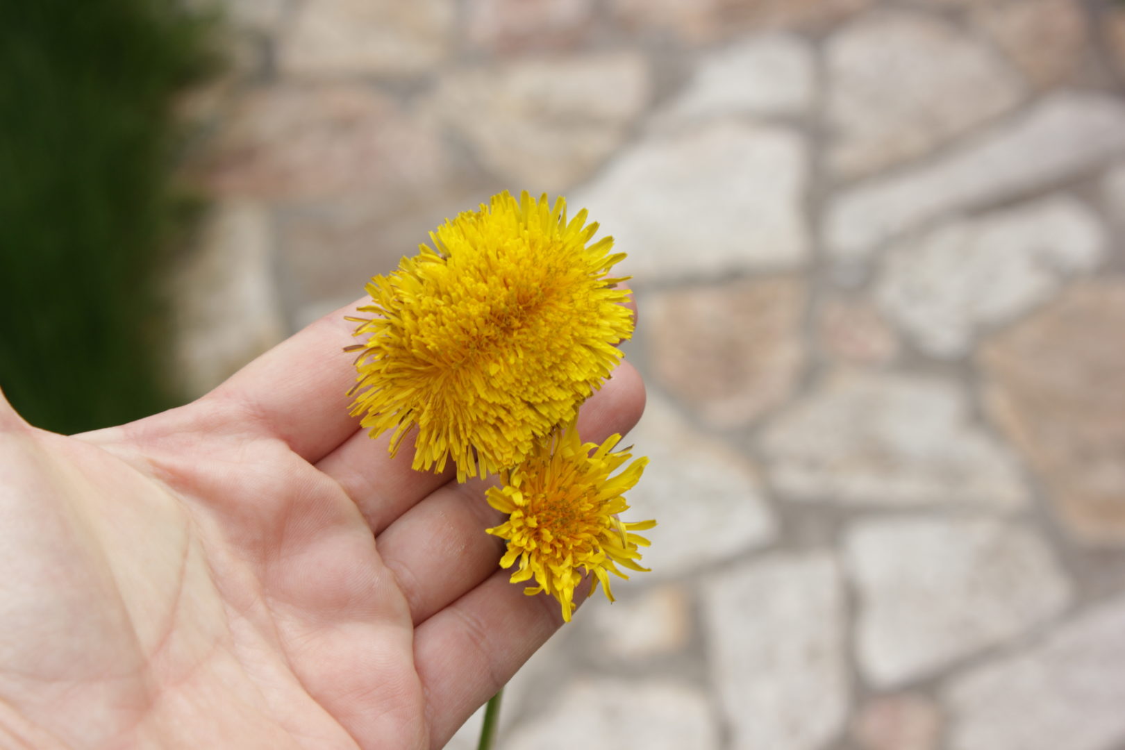 Странный цветок одуванчиков