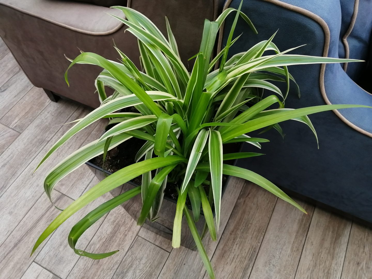 Зеленое комнатное растение с длинными листьями - хлорофитум