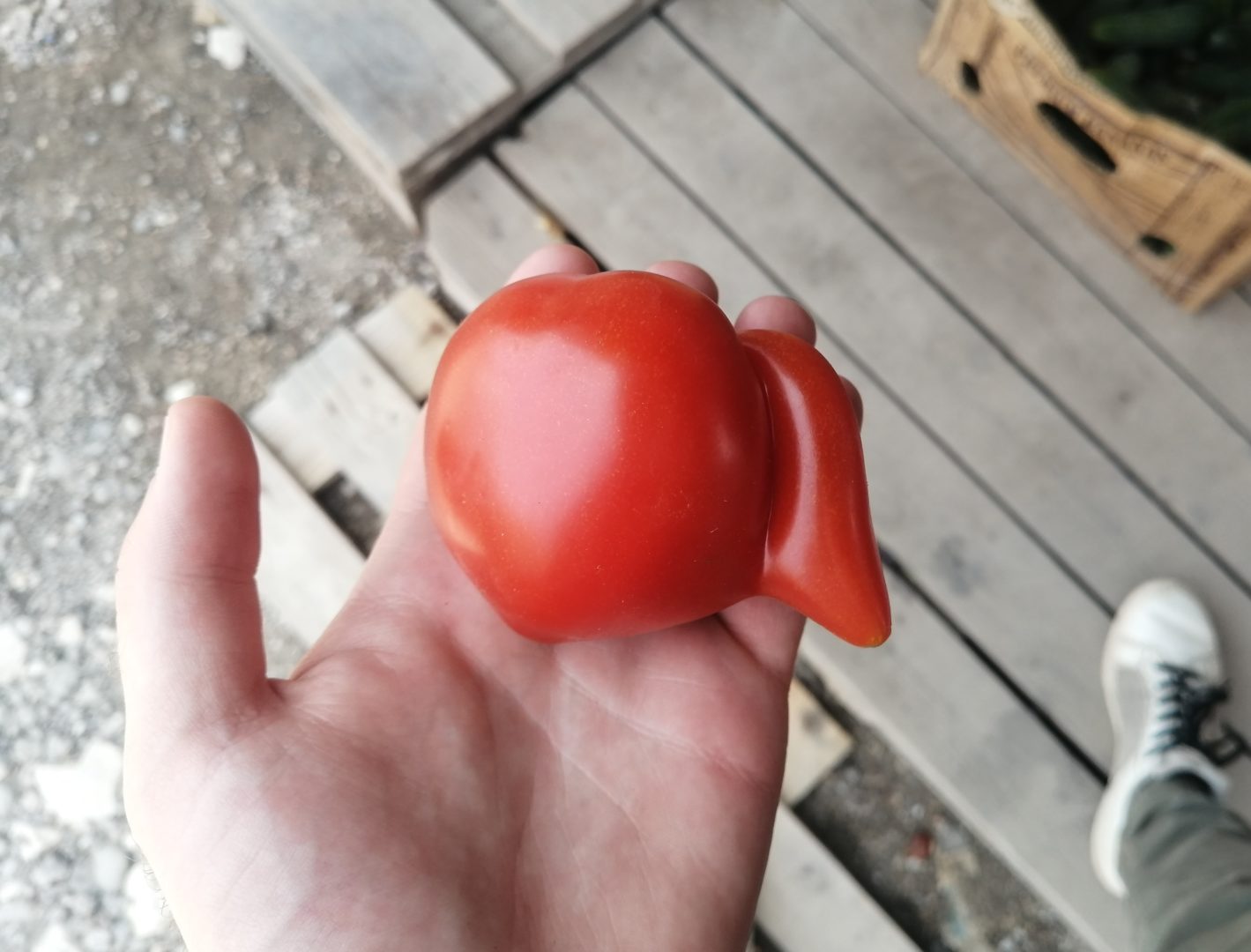 Уродливый плод томата