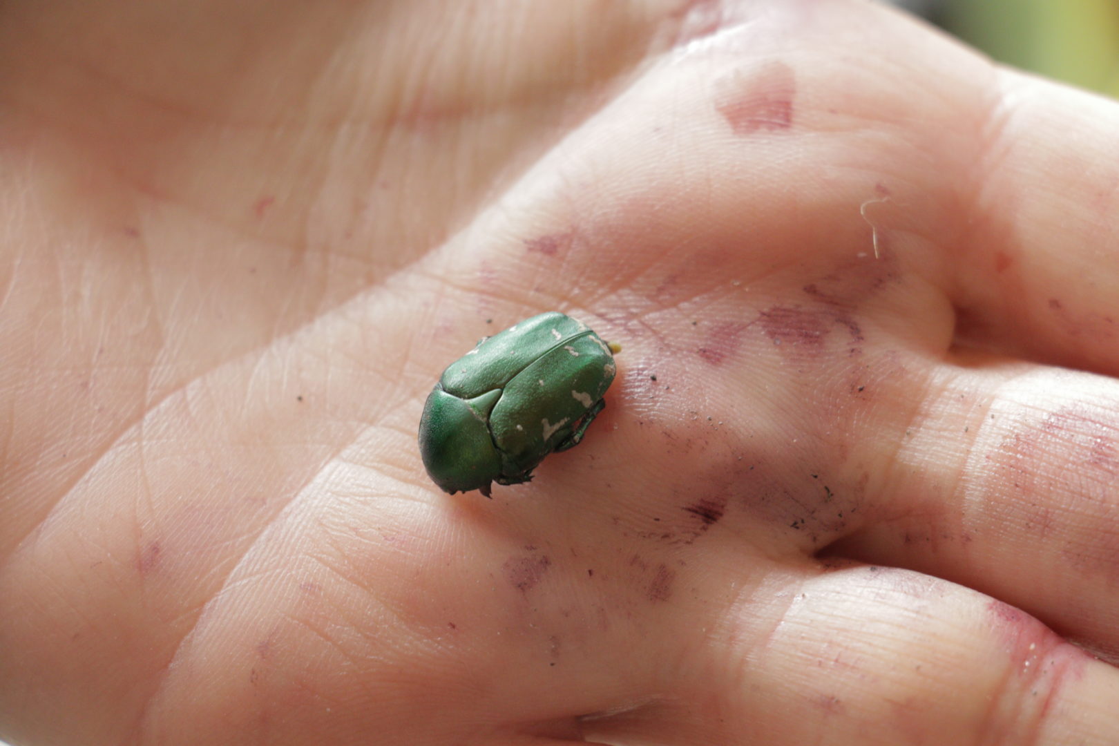 Большой зеленый жук на клубнике - бронзовка