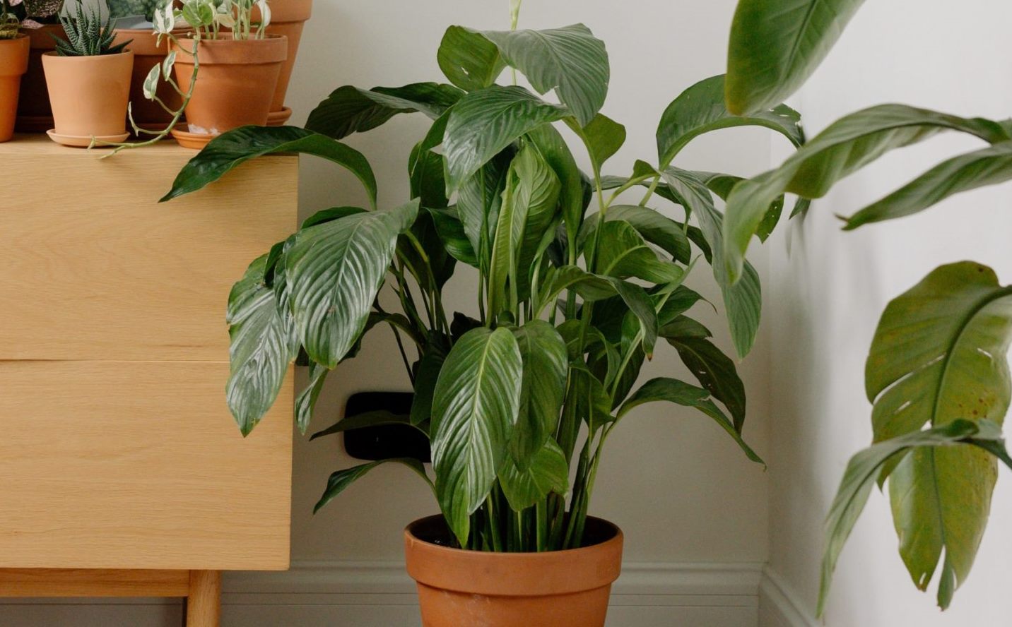 Комнатное растение с большими зелеными листьями - спатифиллум