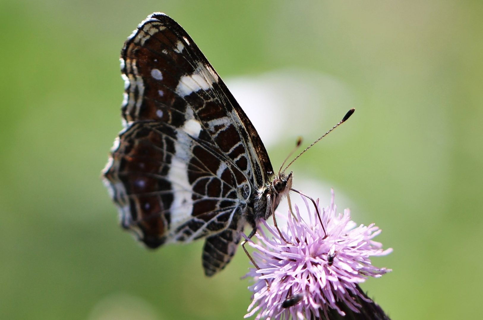 Толстоголовка черноватая - бабочка с коричневыми крыльями, с белыми полосками