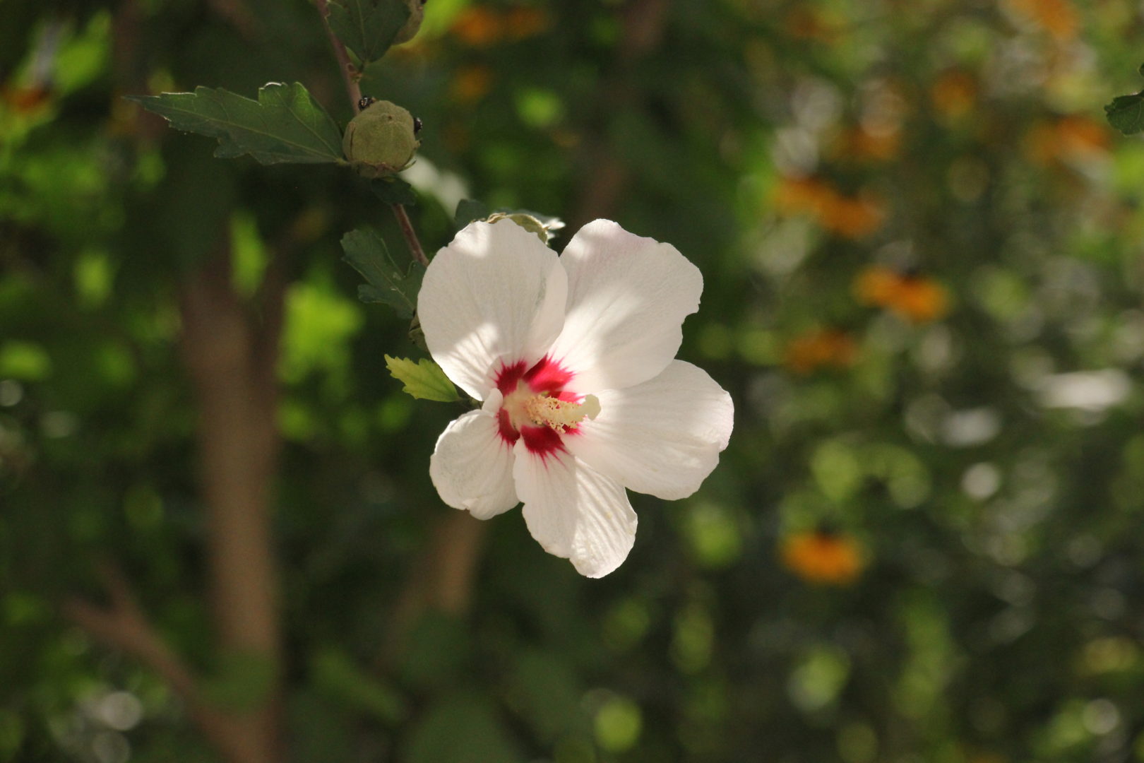 Растения для засоленных почв - гибискус, или китайская роза