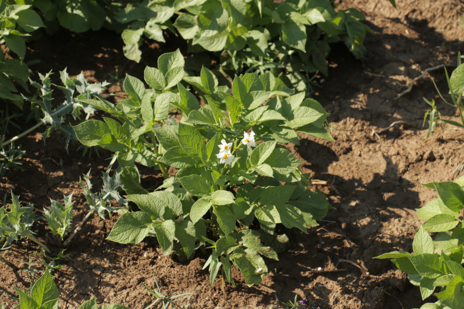 Растения для засоленных почв - картофель