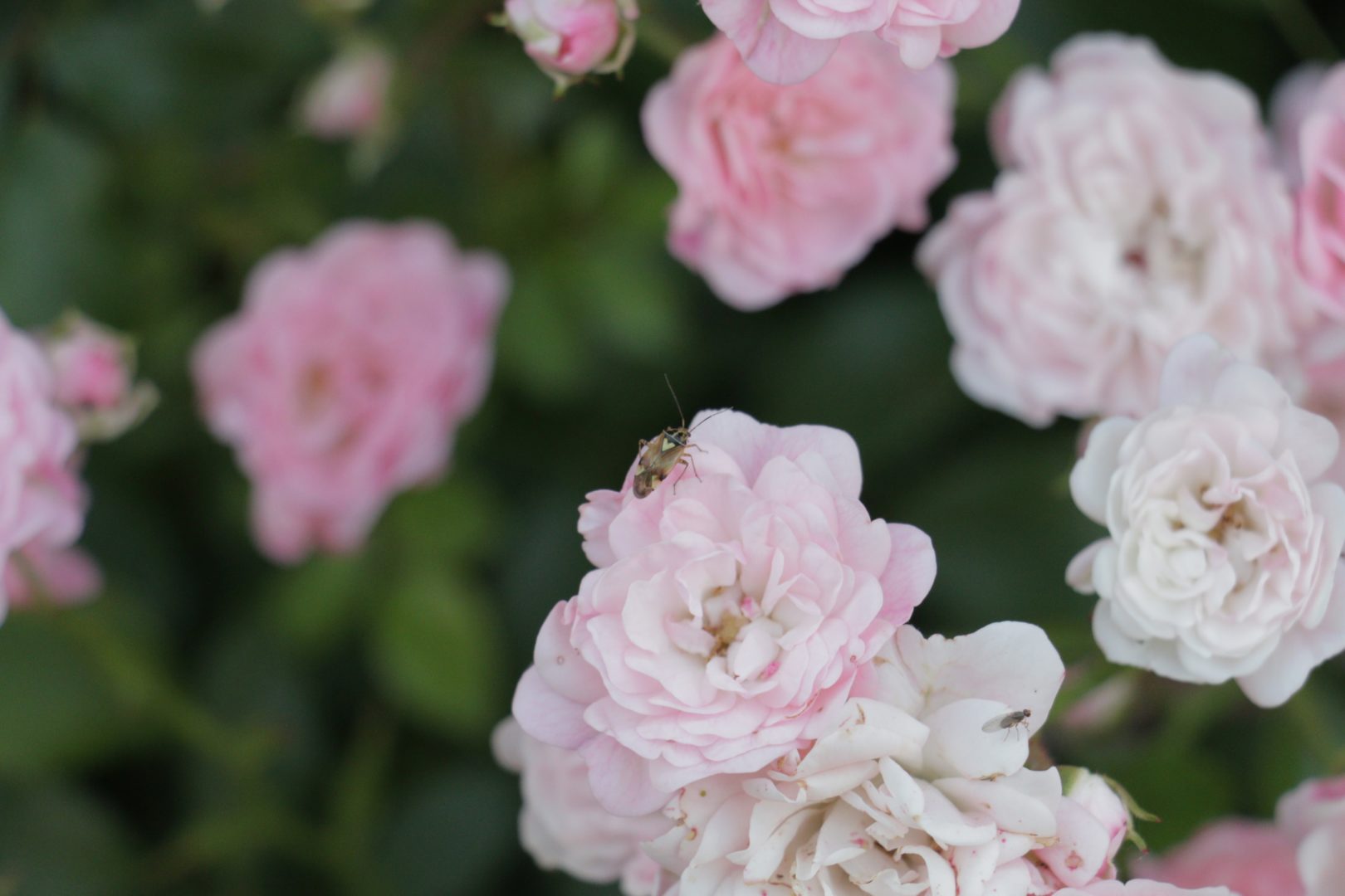 Мелкие жуки на розе
