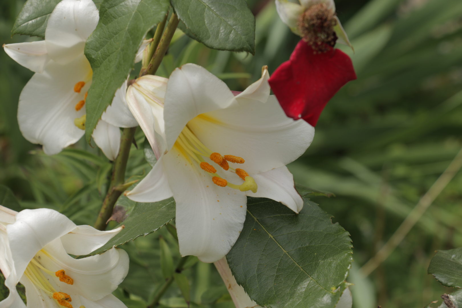 Растения для засоленных почв - лилия белая
