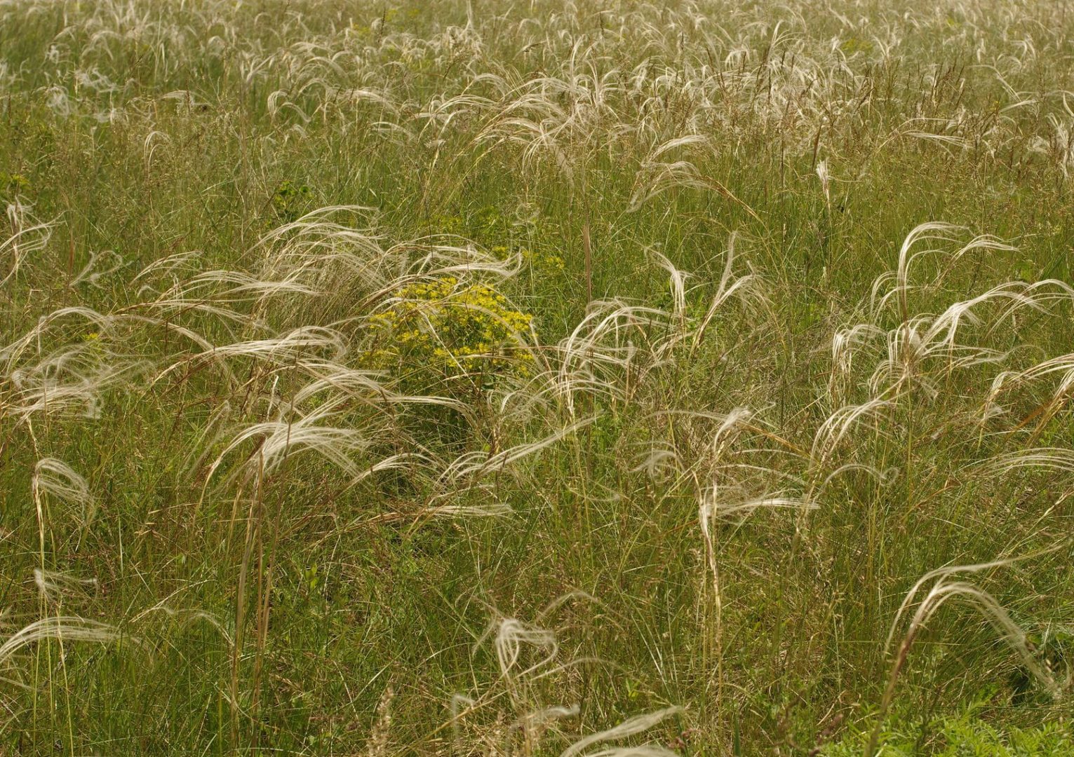 Кустик травы с белыми пушистыми колосками - ковыль