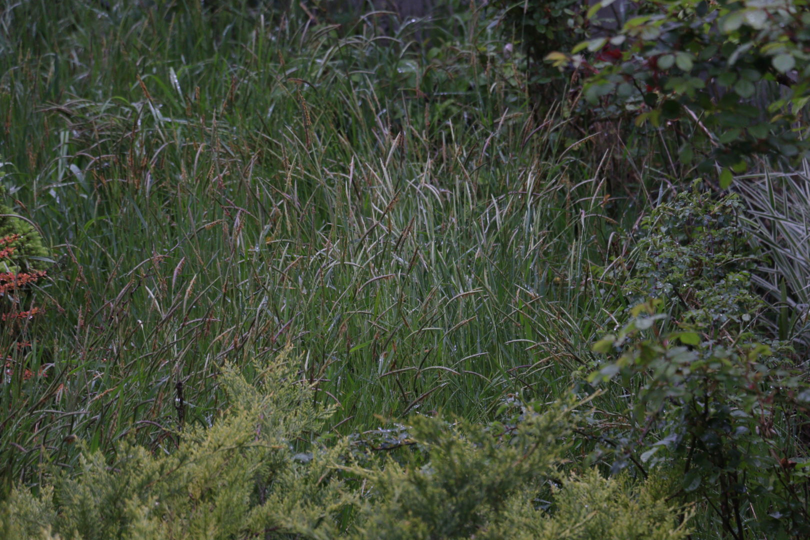 Сорняк - трава с длинный тонким колоском - лисохвост мышехвостиковый