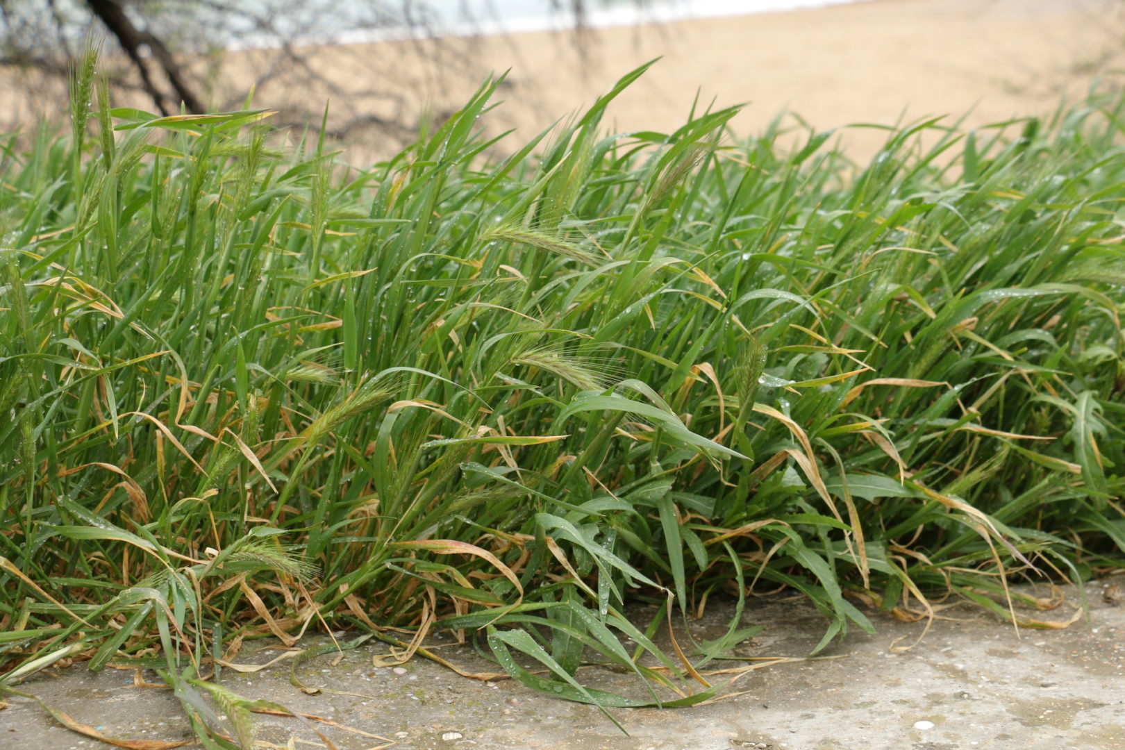 Сорная трава с колосьями - устюками - ячмень мышиный, или ячмень заячий