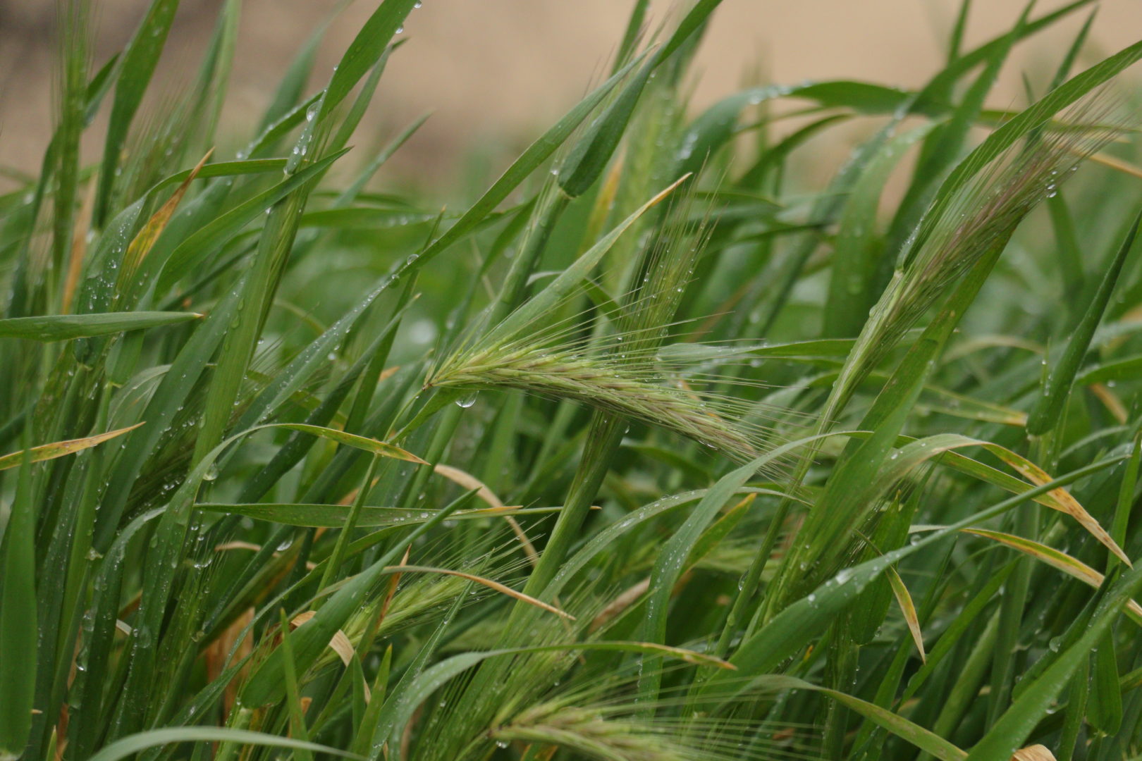 Сорная трава с колосьями - устюками - ячмень мышиный, или ячмень заячий
