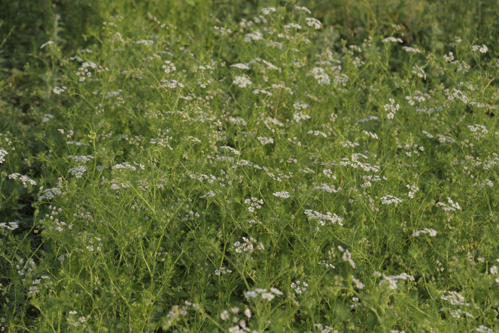 Высокое растение с мелкими белыми цветочками - тмин обыкновенный