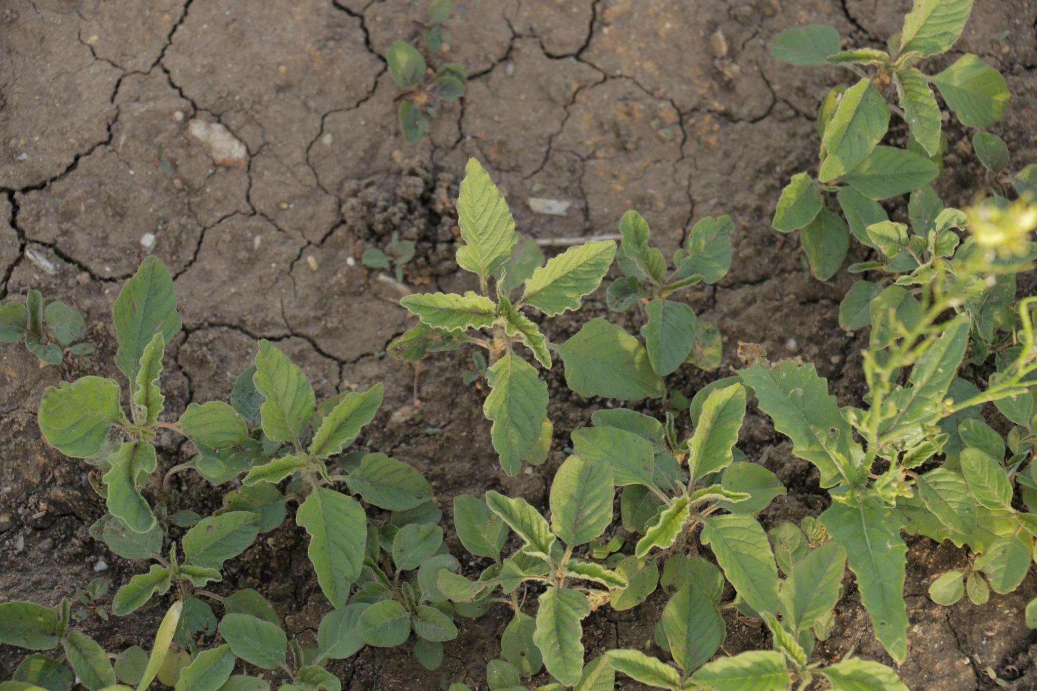 Трава березка сорняк фото. Chenopodium polyspermum. Всходы вяза. Росток вяза. Вяз из семян.