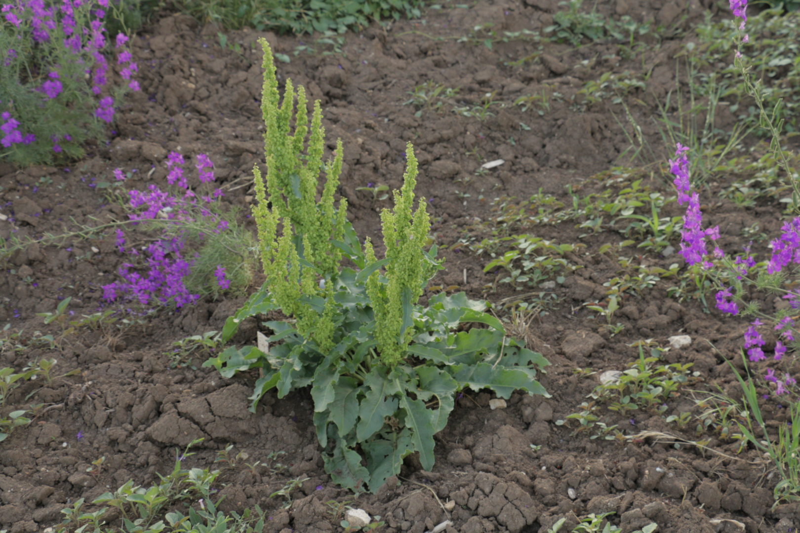 Щавель конский - мощное полевое растение с кожистыми листьями