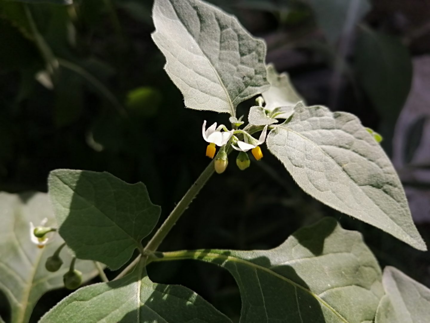 Паслен черный - сорное растение с цветками, как у картошки
