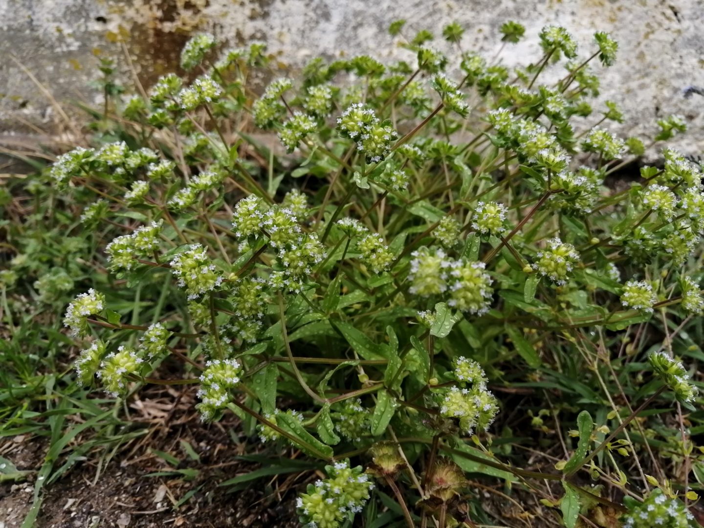 Валерианелла, полевой салат - растение похоже на чабрец