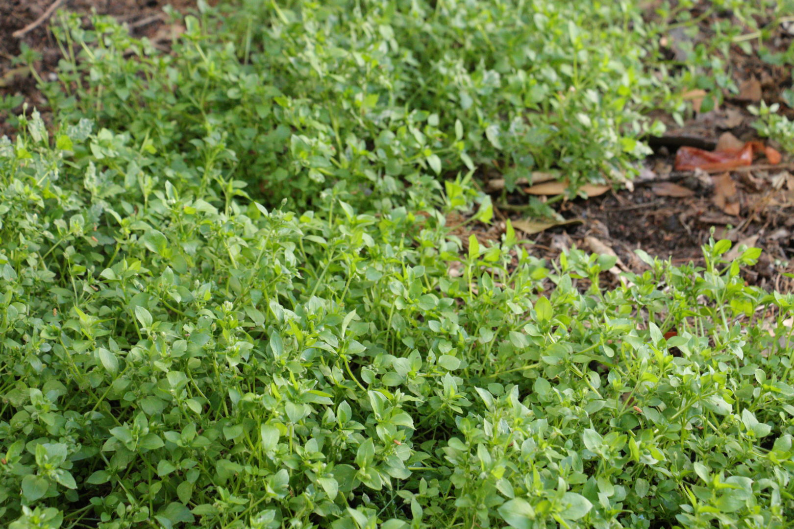 Мелкая зеленая травка с мелкими листочками и белыми цветочками - мокрица