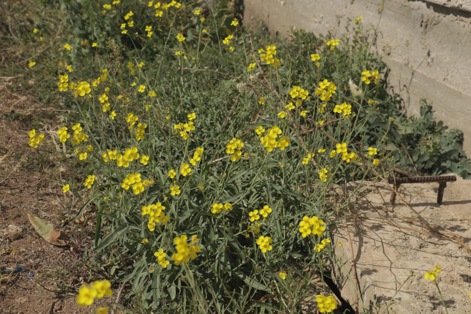 Сорняк у дороги с желтыми цветками - двурядка тонколистная, или руколла многолетняя