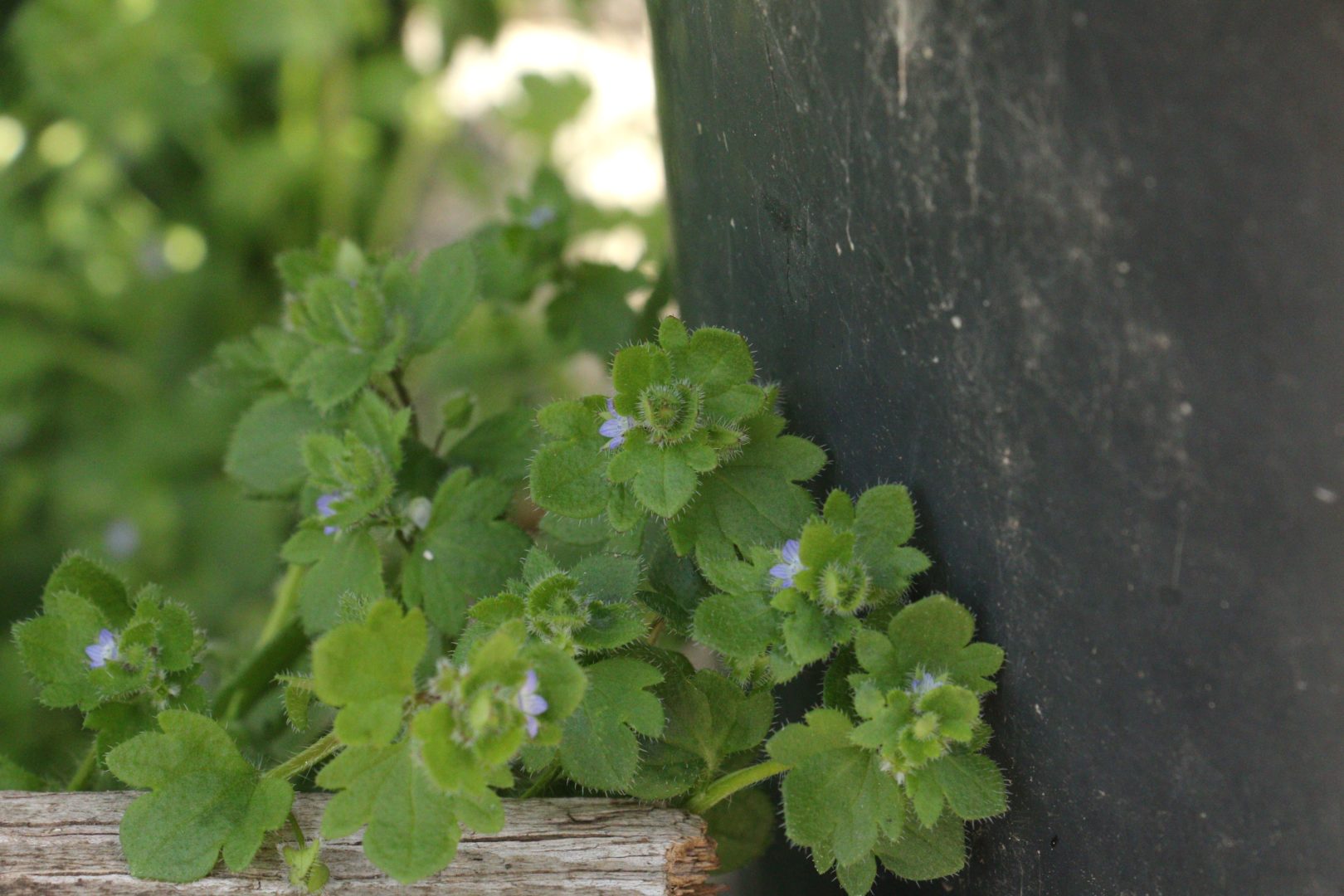 Сорняк с мелкими листочками и голубыми цветочками - вероника нитевидная