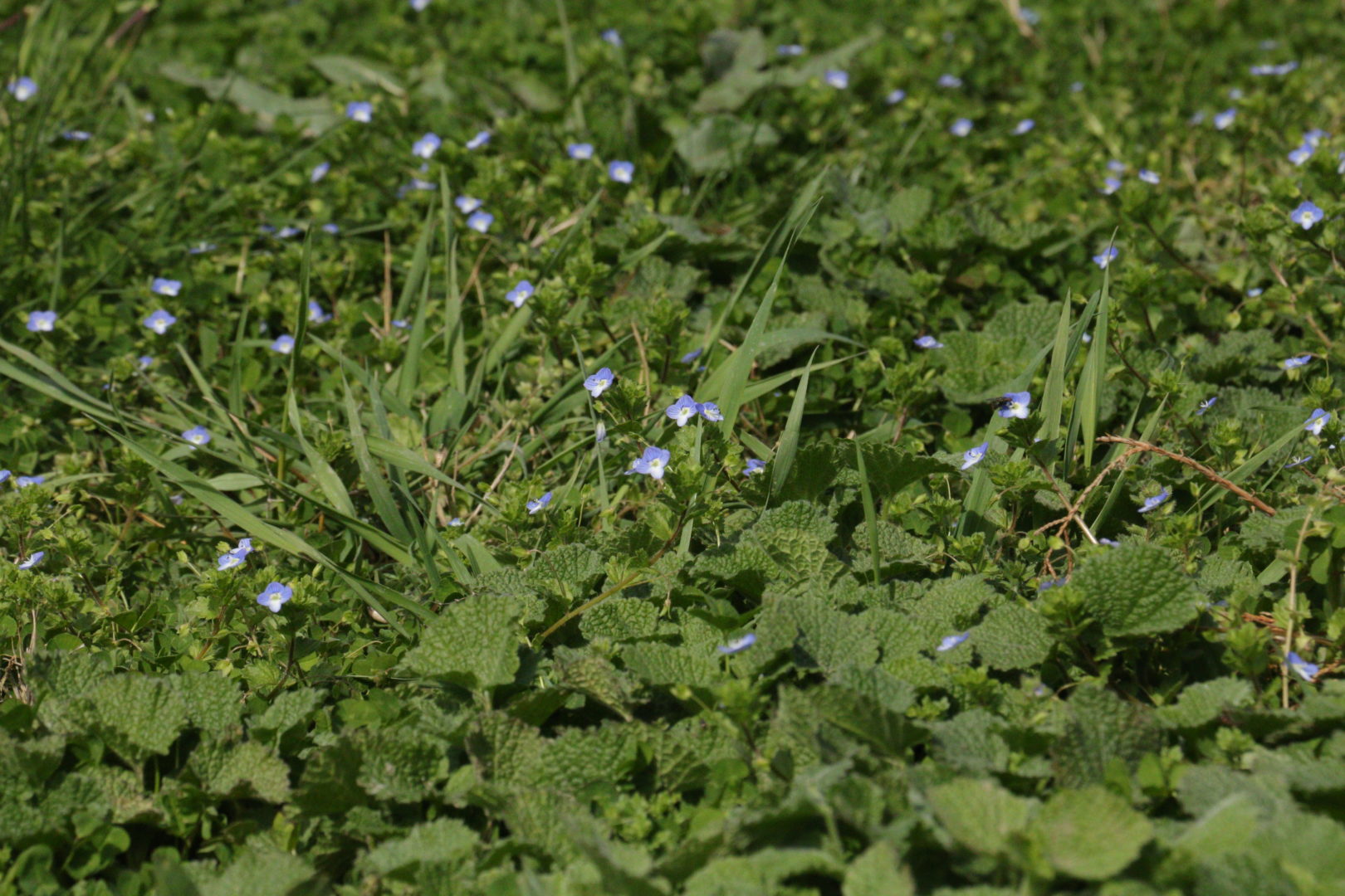 Сорняк с мелкими листочками и голубыми цветочками - вероника нитевидная