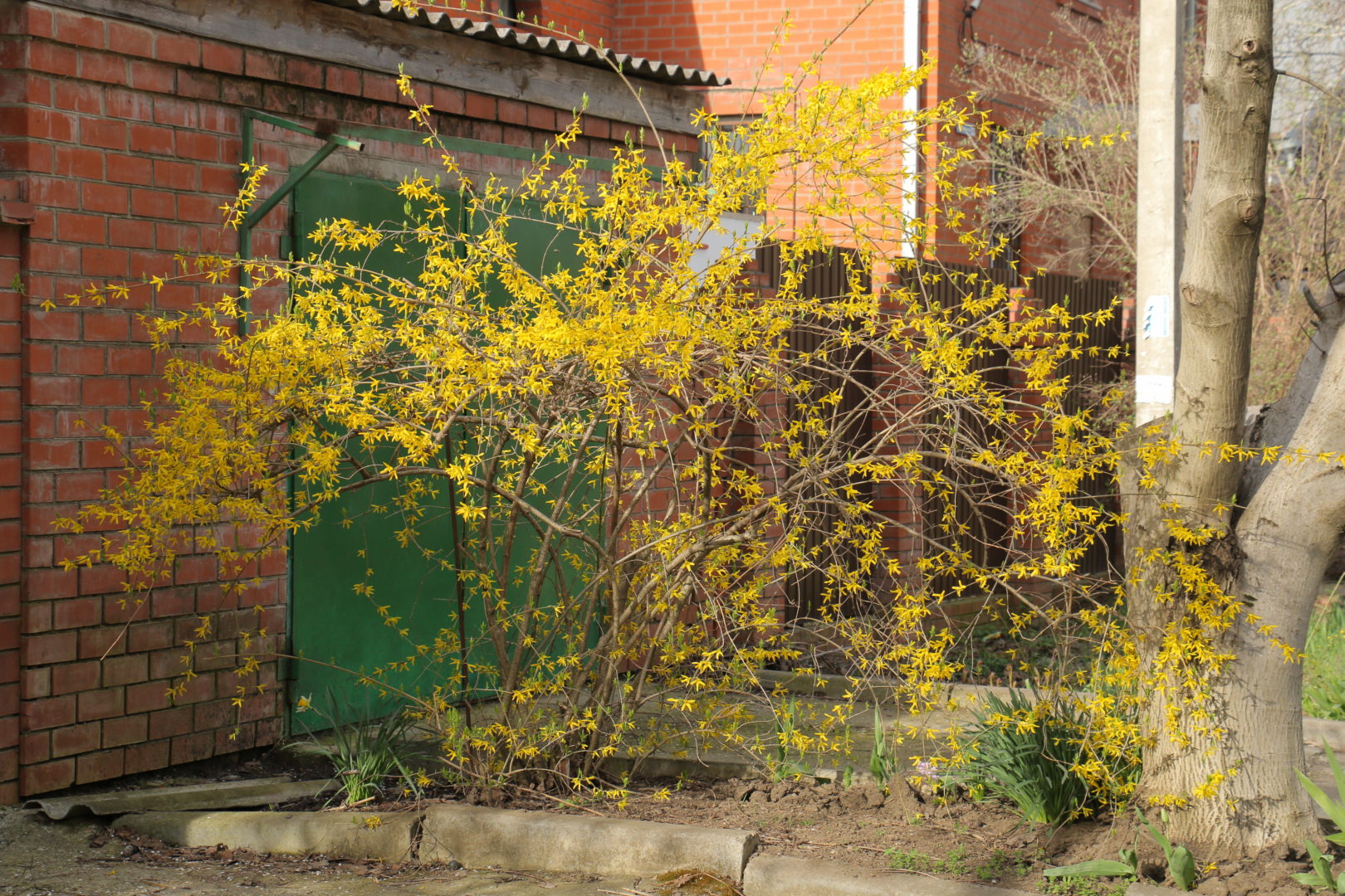 Куст с желтыми цветами, цветет весной - форзиция
