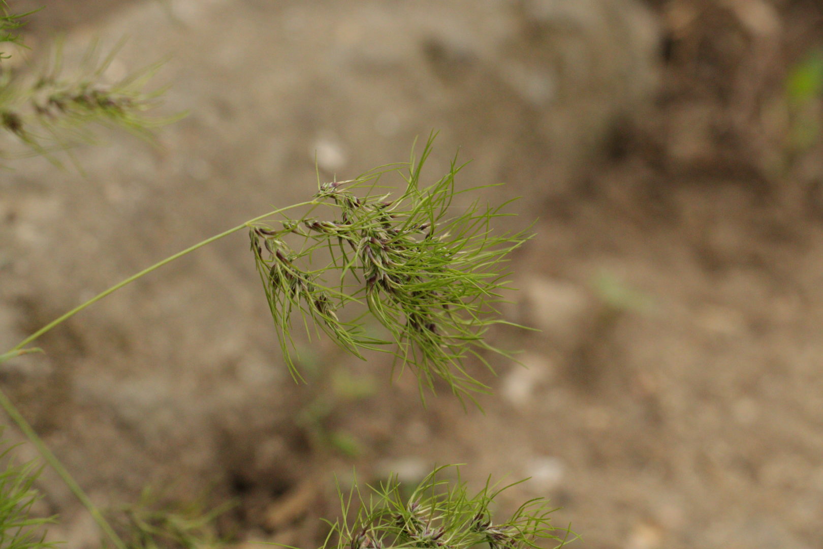 Трава с пушистыми колосьями - мятлик луковичный, или живородящий