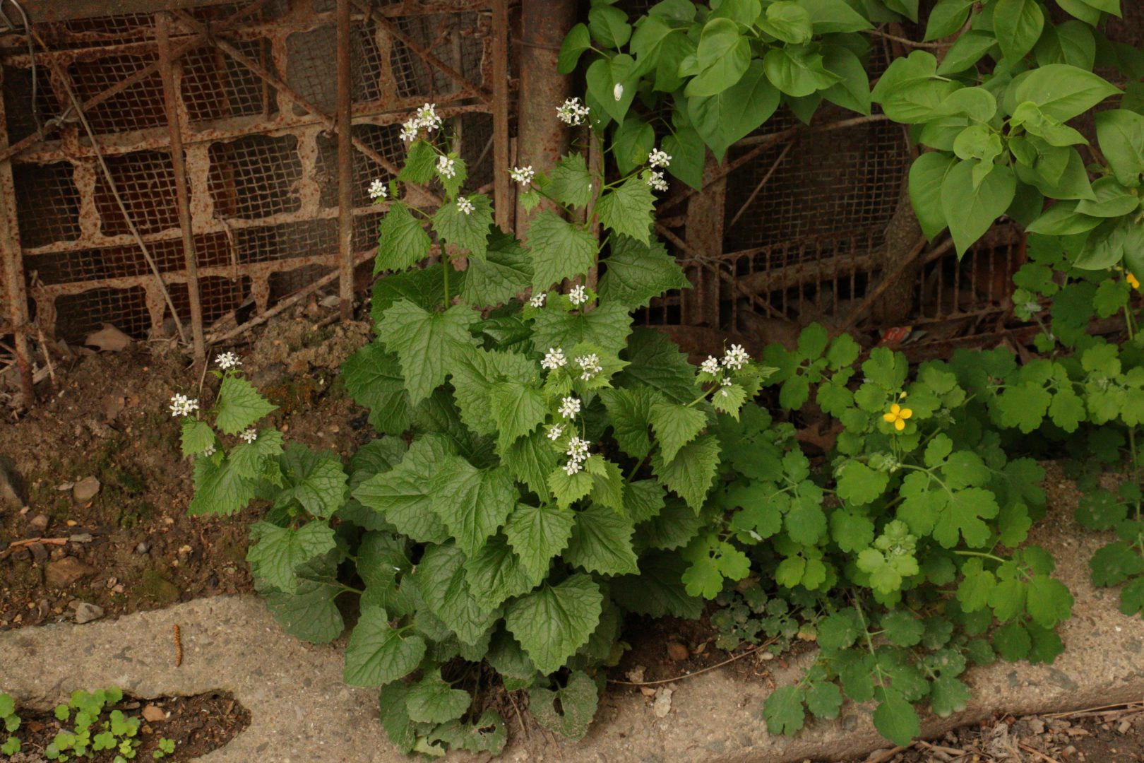 Чесночница черешчатая - сорняк с белыми цветочками и круглыми листьями
