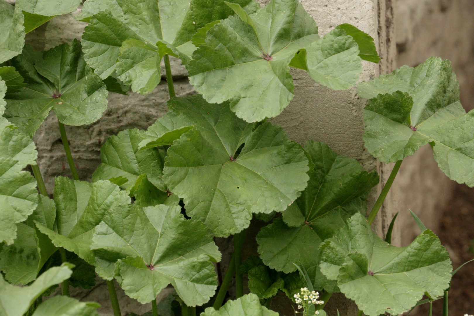 Сорняк с круглыми листьями, похож на мальву - просвирник ниццский, или  мальва никаеенсис 
