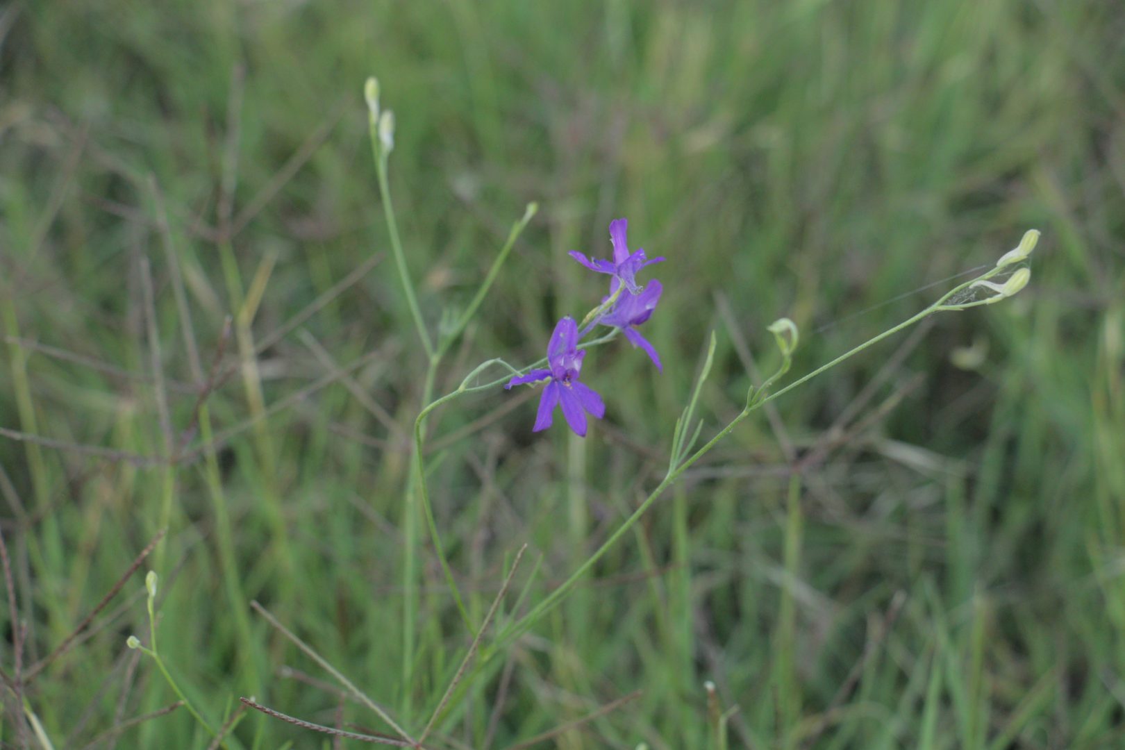 Растение - сорняк с фиолетовыми цветками - Живокость полевая