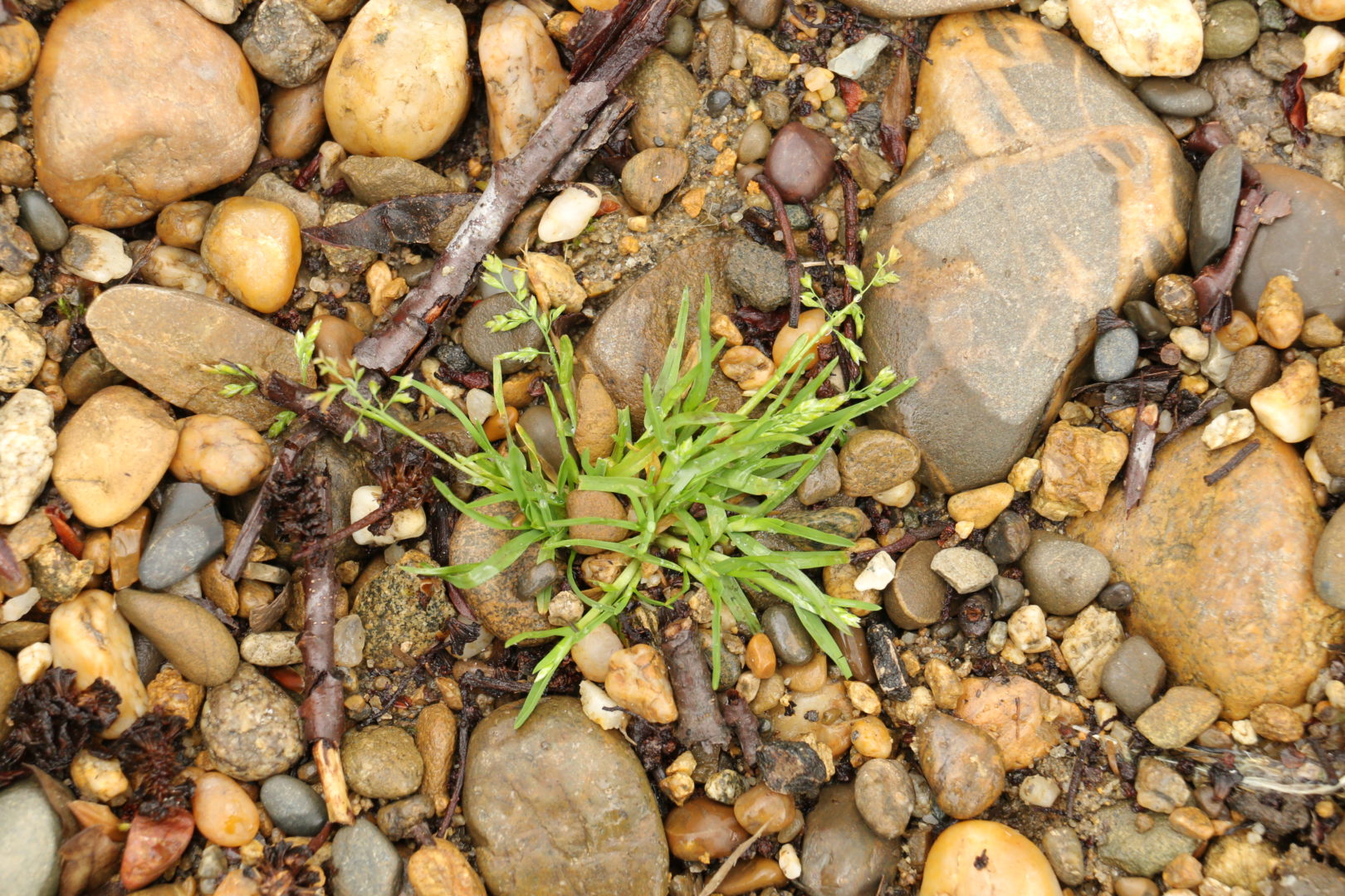 Невысокая мягкая травка с метелочками - мятлик однолетний