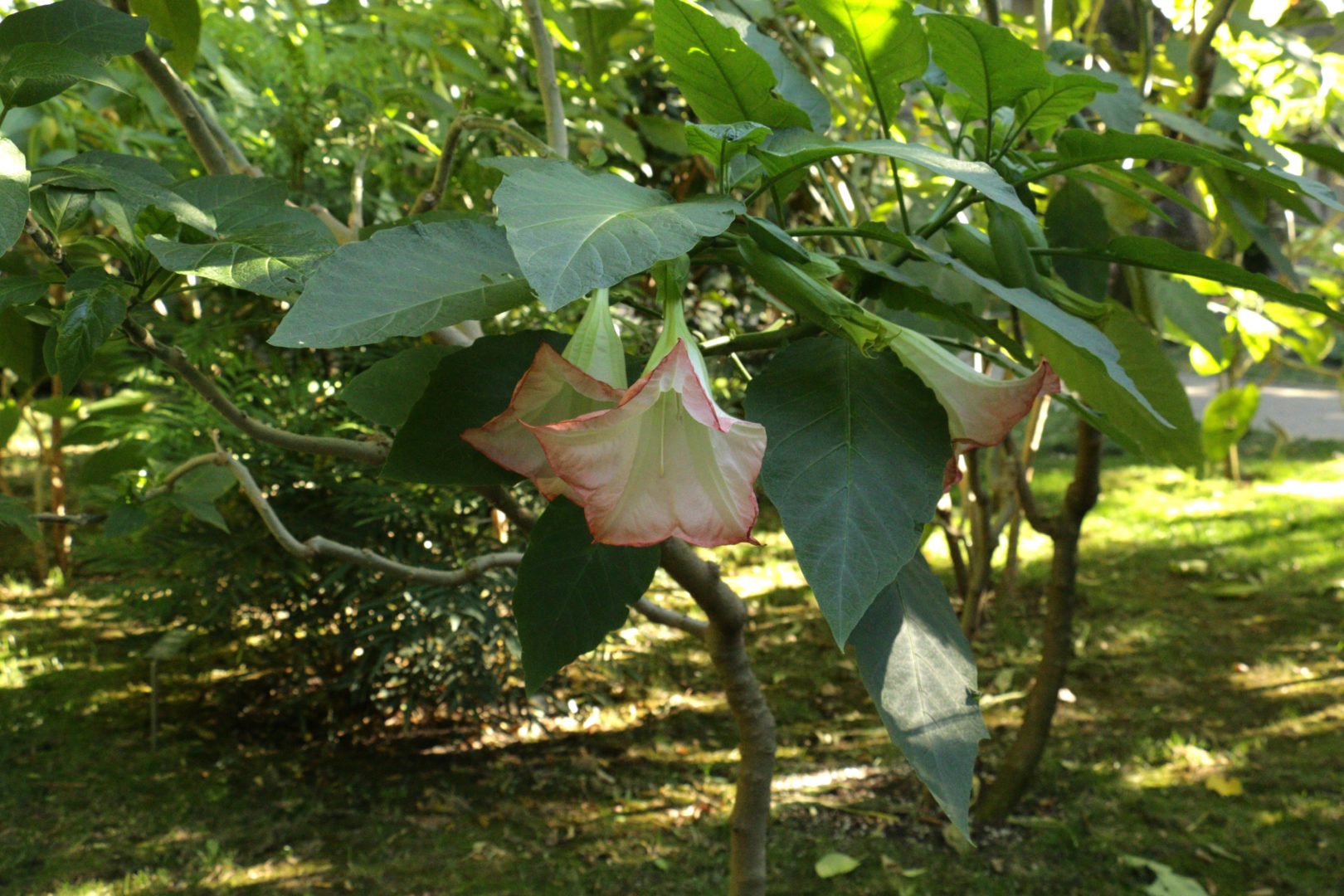 Растение с огромными розовыми колокольчиками - бругмансия, Старый парк, Кабардинка 