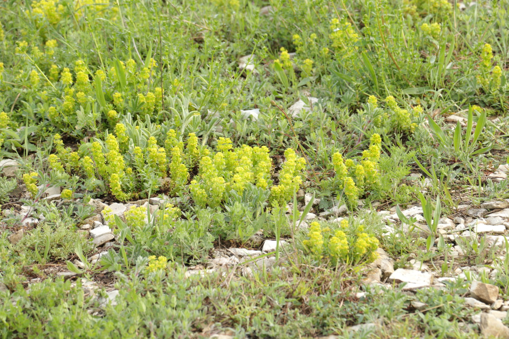 Светло-зеленый кустик с желтыми цветочками - крестообразник крымский