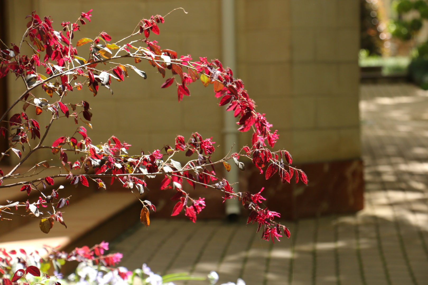 Растение с красными листьями - лоропеталум китайский - дерево шелковых лент, Старый парк, Кабардинка