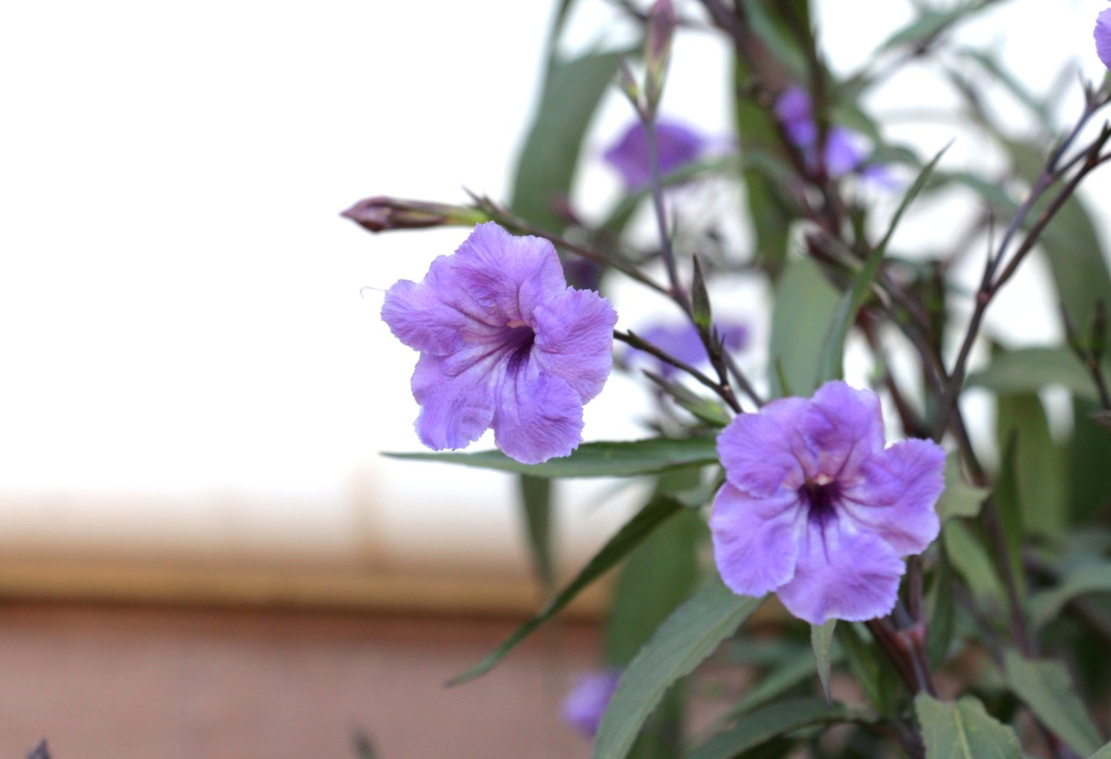 Растение с фиолетовыми цветками и фиолетовыми листьями - руэллия, Старый парк, Кабардинка