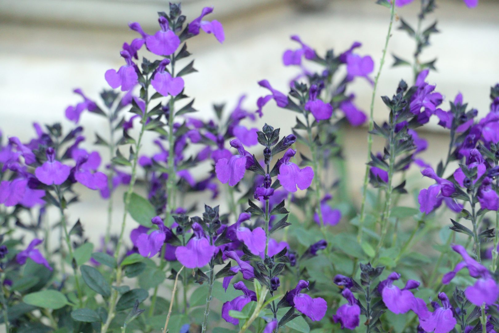 Растение с фиолетовыми цветами - сальвия осенняя, Старый парк, Кабардинка