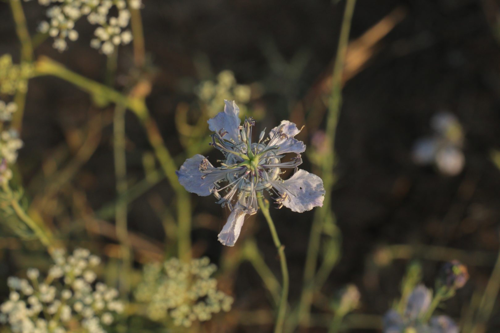 Сорняки на огороде с голубыми цветками - нигелла, или чернушка
