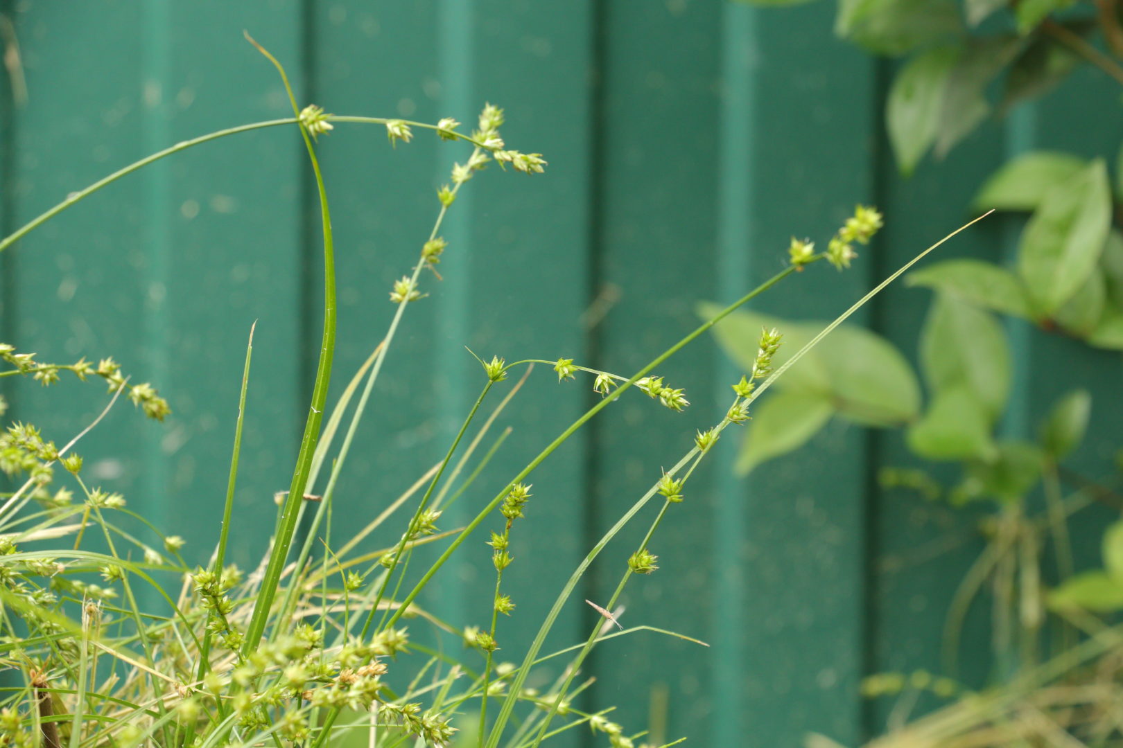 Сорная трава растет кочками - осока ежисто-колючая