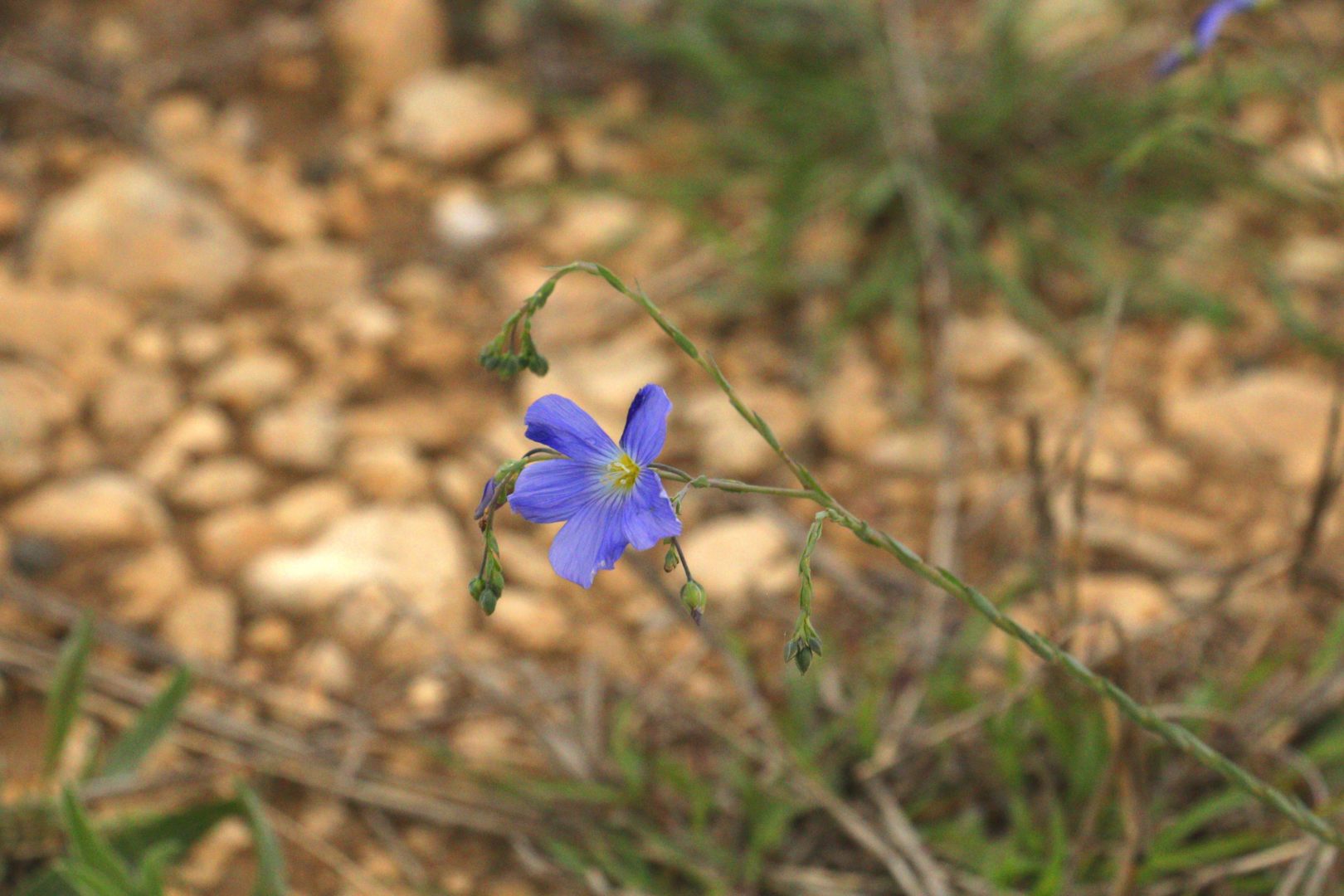 Растение с синими цветками - лен многолетний