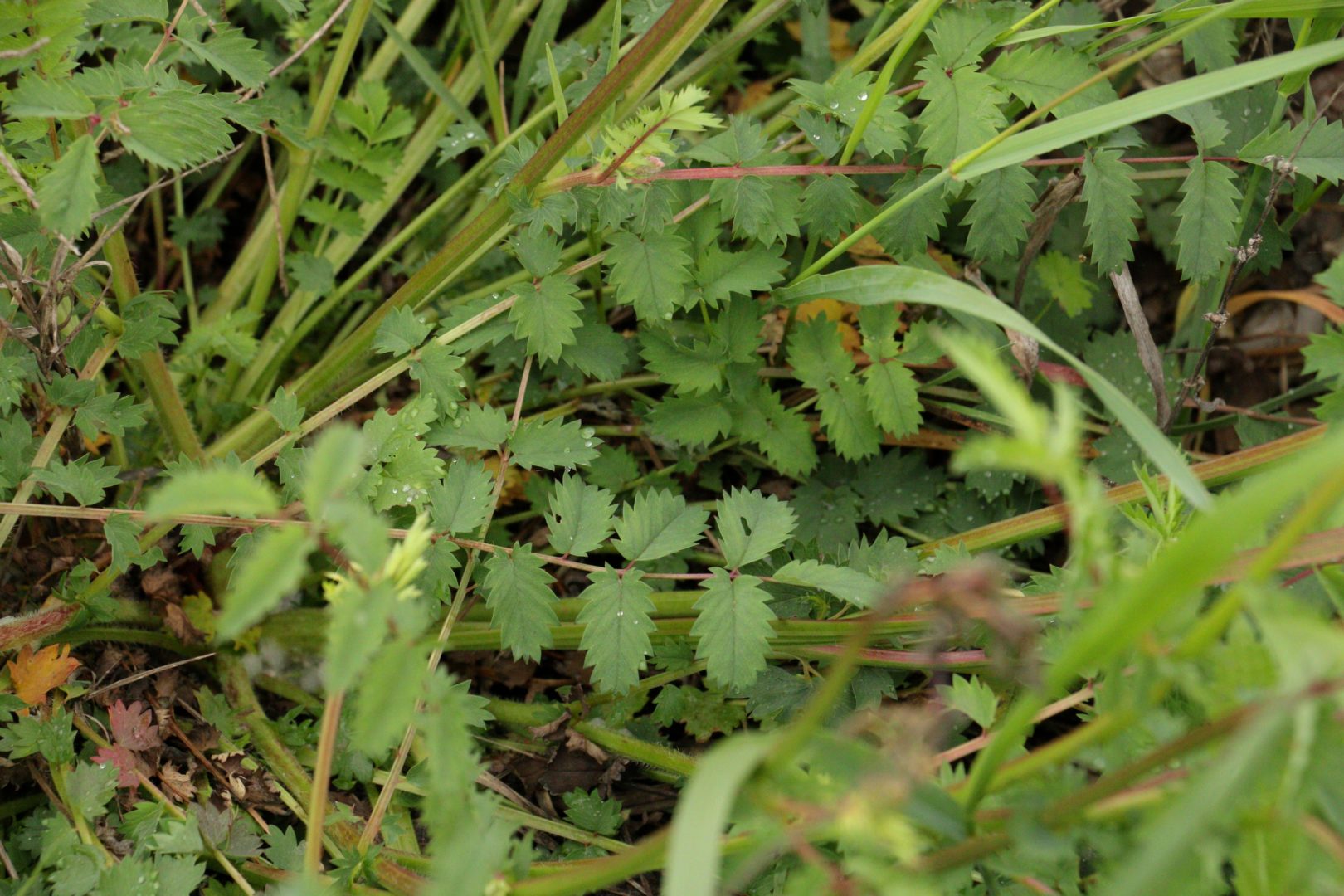Сорняк на огороде с соцветиями-шишичками - черноголовник многобрачный