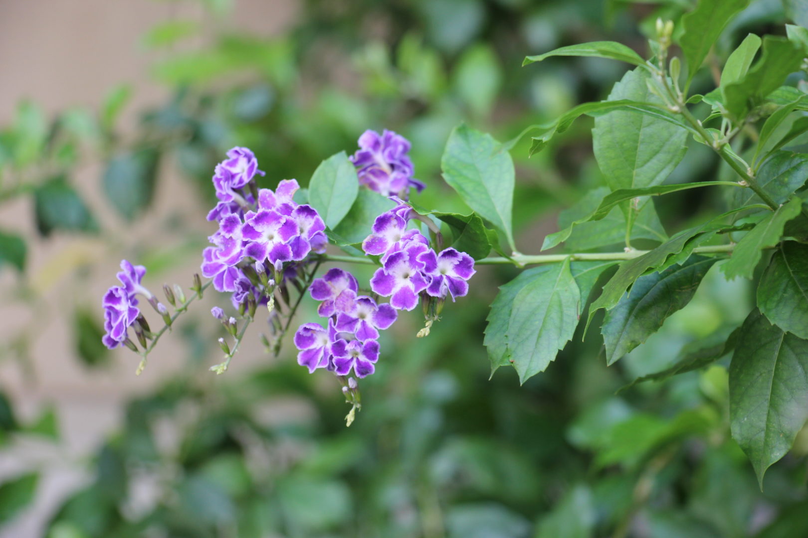 Растение с фиолетовыми цветками - дуранта, Старый парк, Кабардинка