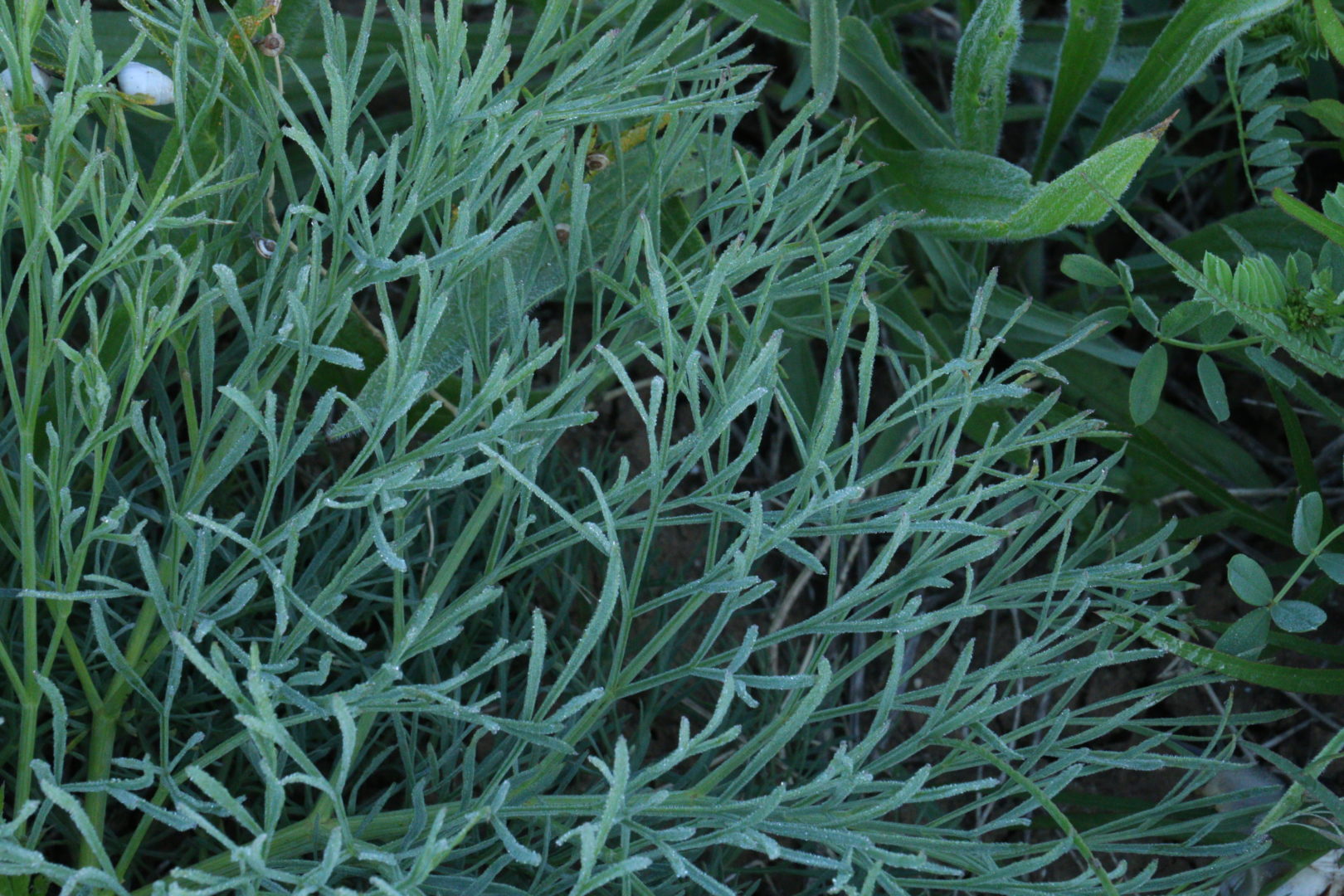 Сорное растение сизого цвета с тонкими листьями - полынь полевая, или полынь равнинная