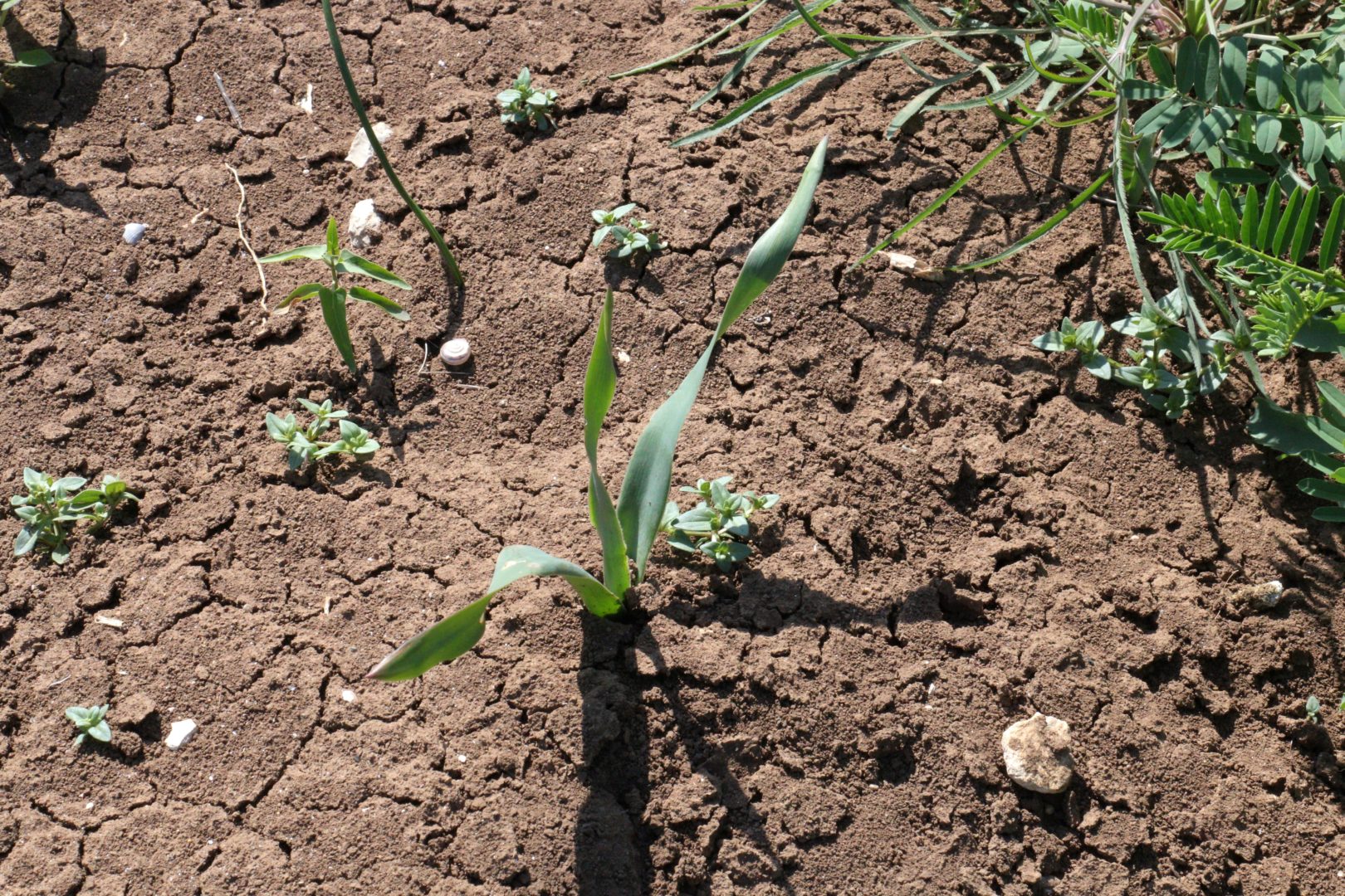 Сорняк на огороде похож на тюльпан или нарцисс - бельвалия сарматская