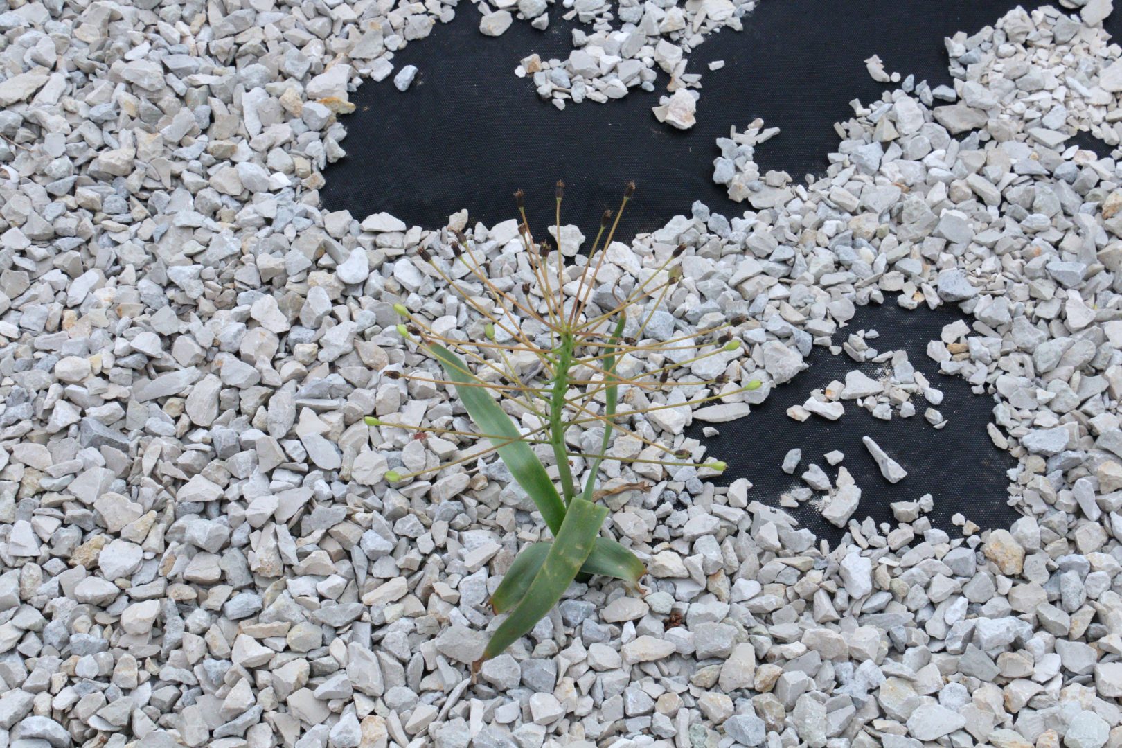 Сорняк на огороде похож листьями на тюльпан или нарцисс - бельвалия сарматская