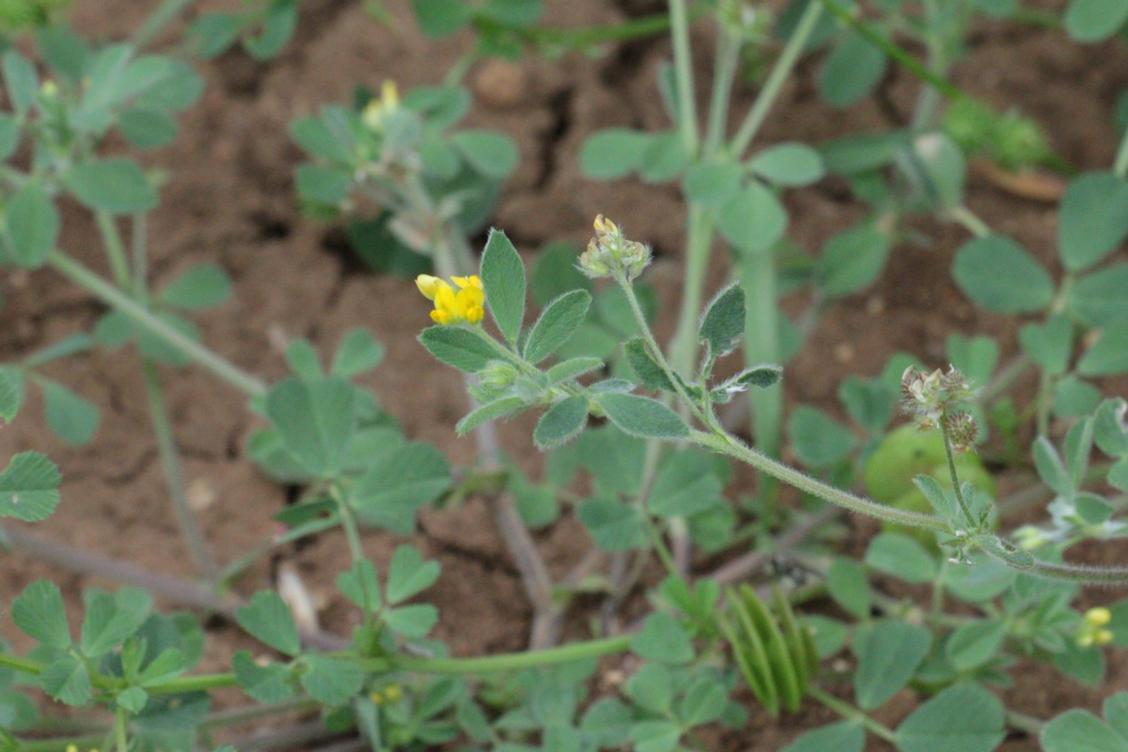Мелкий стелющийся сорняк с желтыми цветками - люцерна маленькая