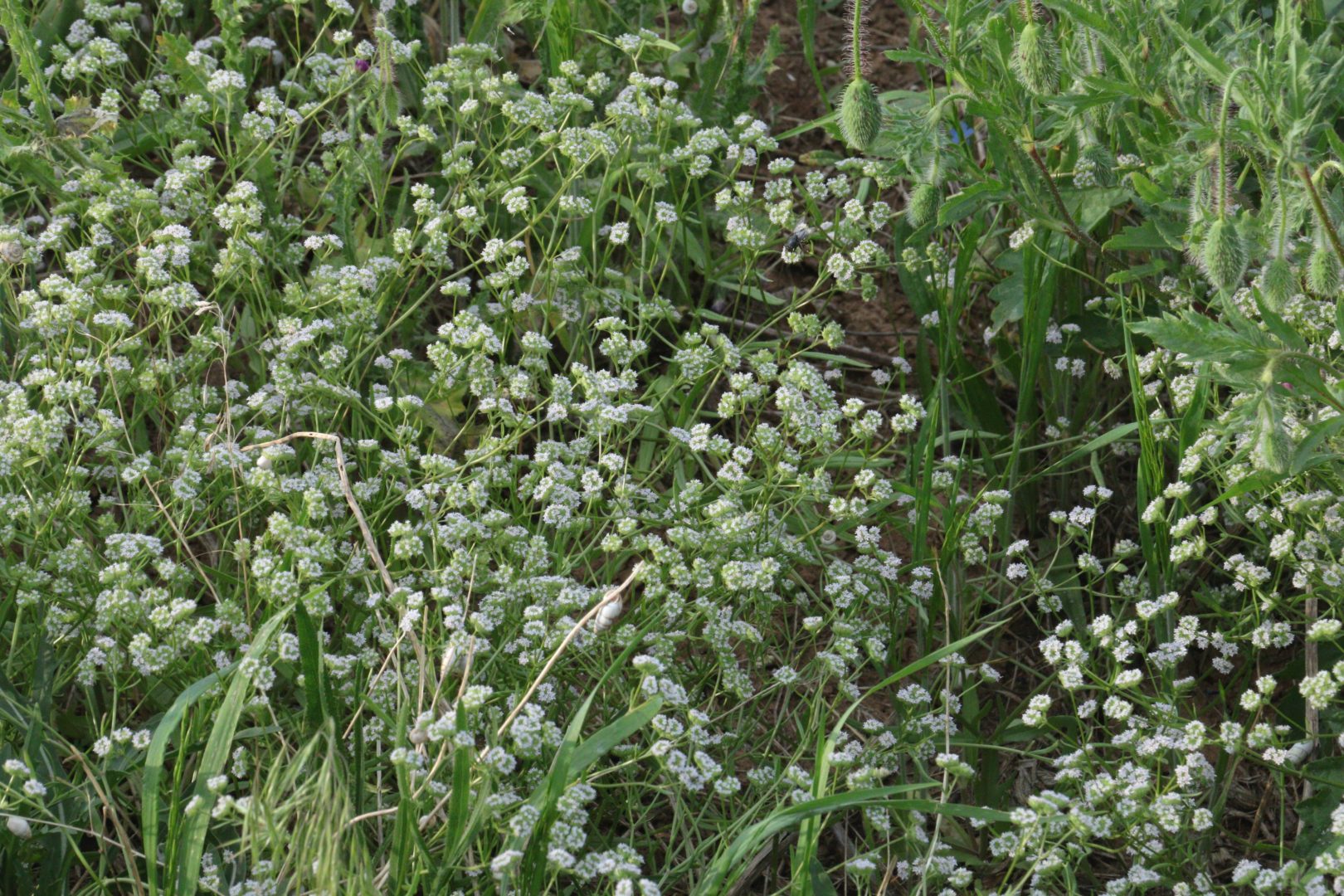 Валерианелла, полевой салат - растение похожее на чабрец
