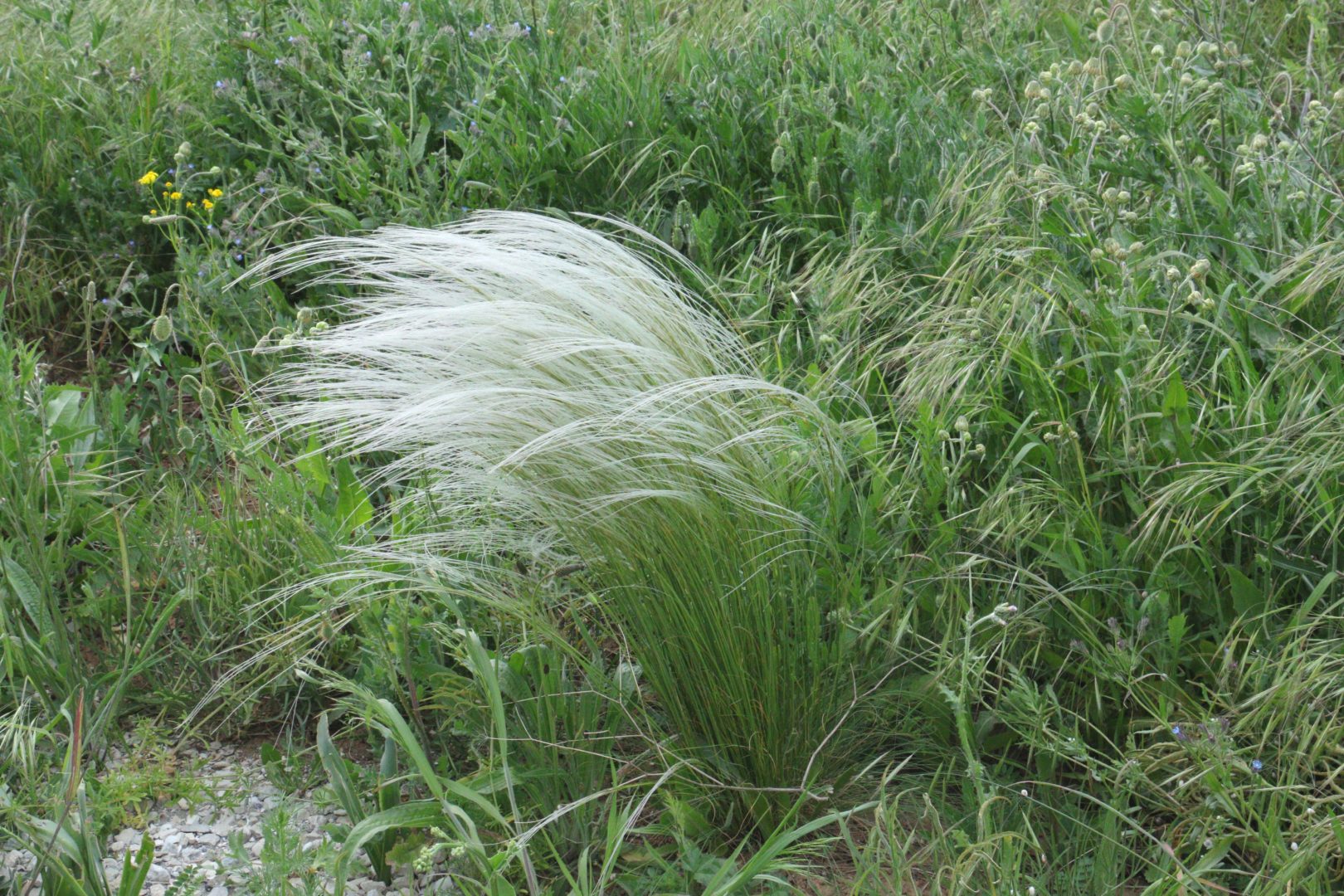 Кустик травы с белыми пушистыми колосками - ковыль