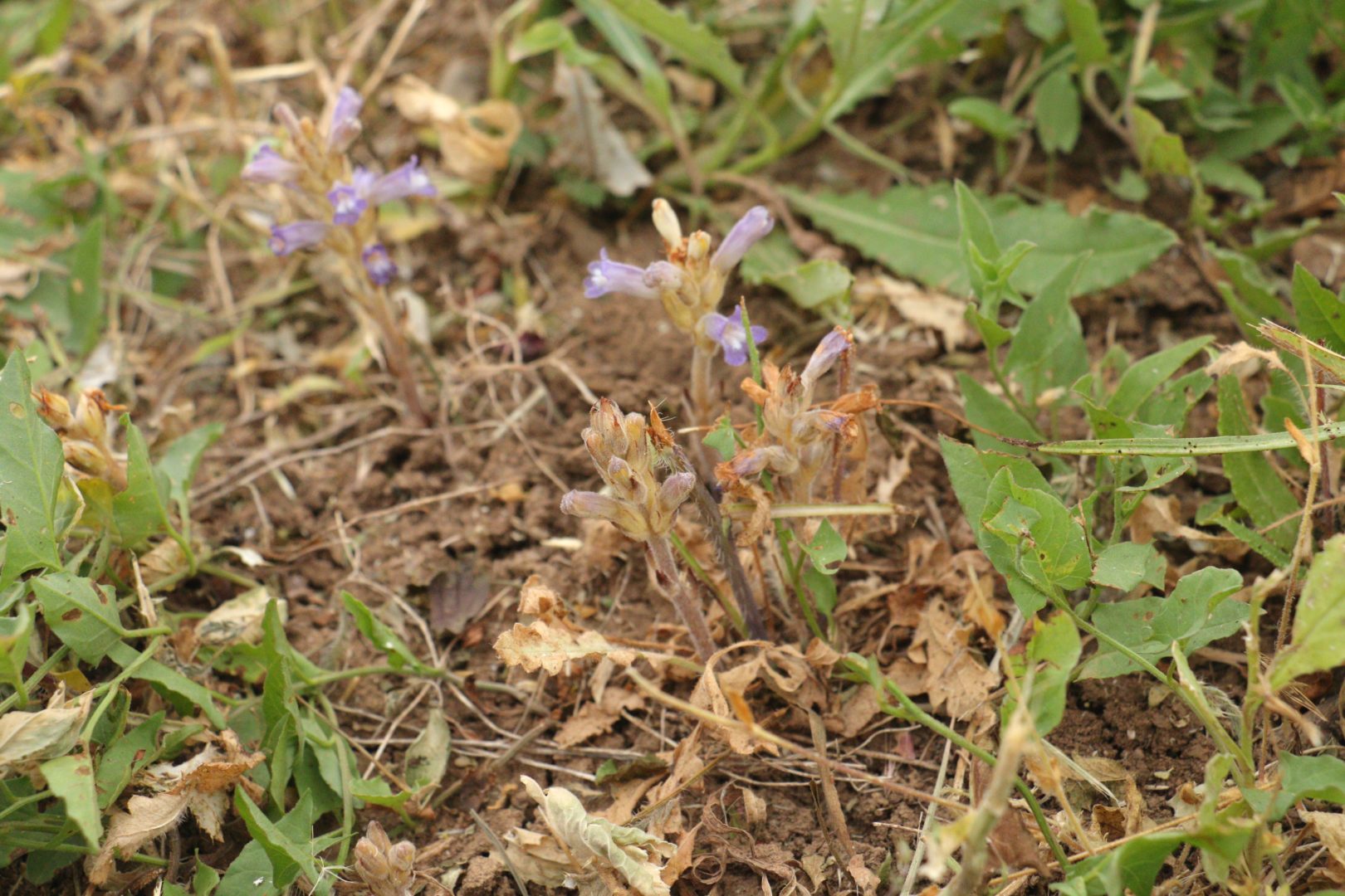 Странный сорняк без листьев с фиолетовыми цветками - заразиха