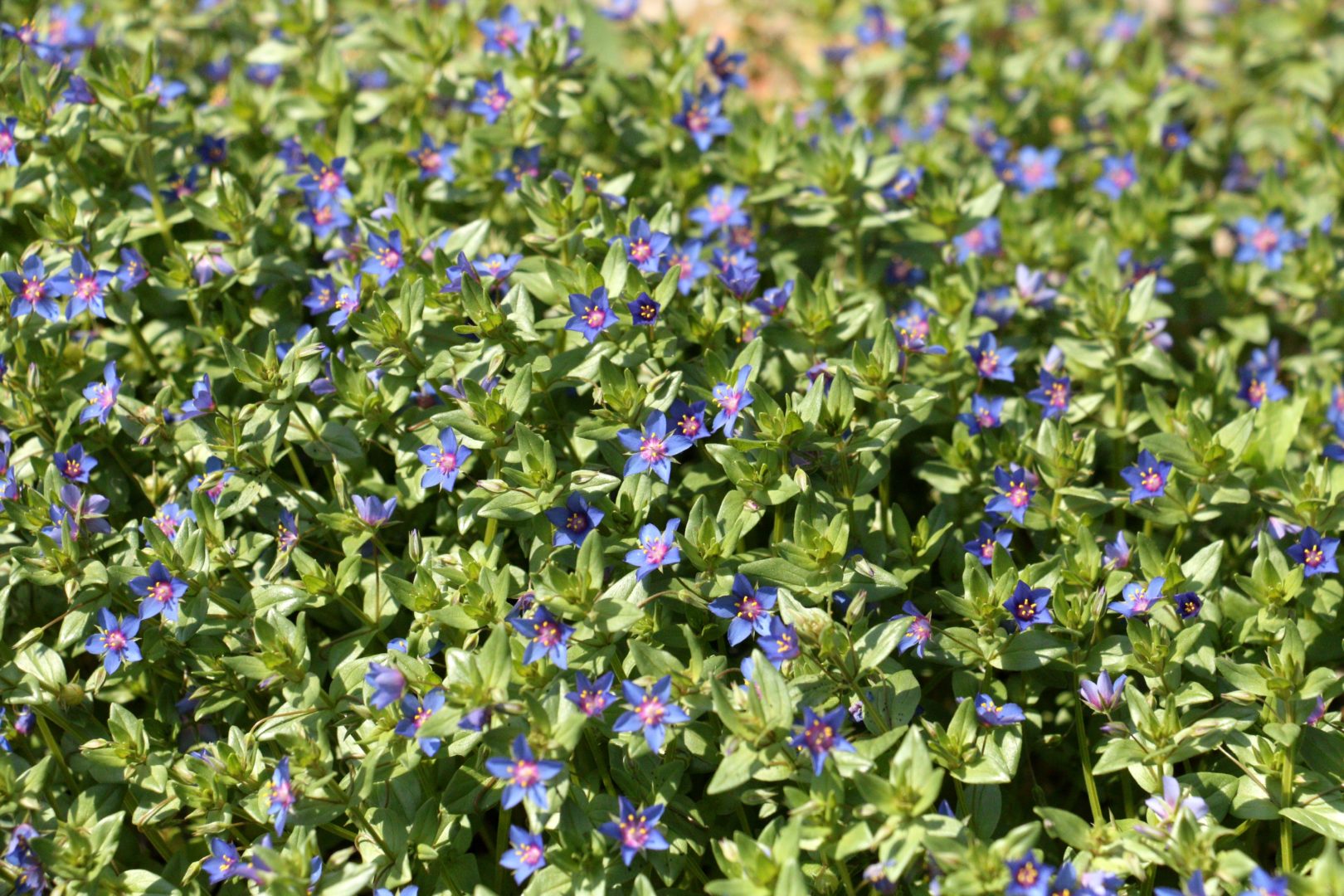 Мелкий сорняк с синими цветками  - очный цвет полевой