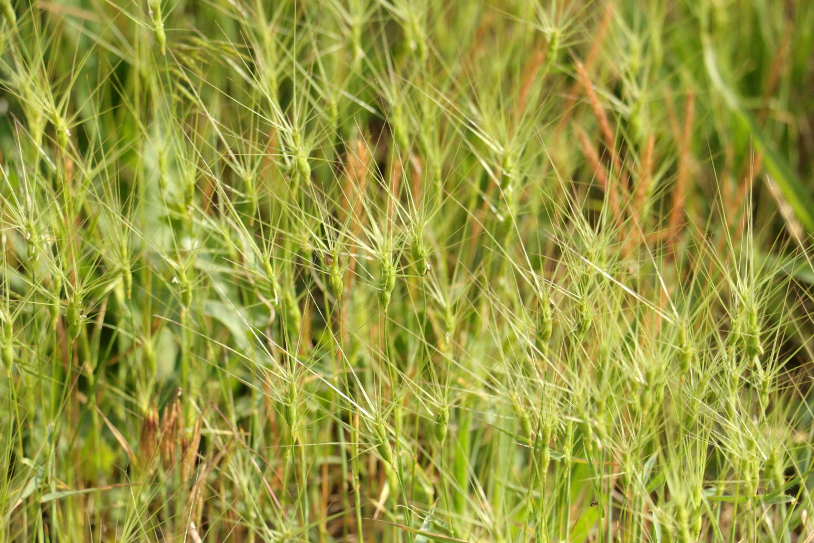 Трава с колосьями похожими на звездочки - эгилопс трёхдюймовый