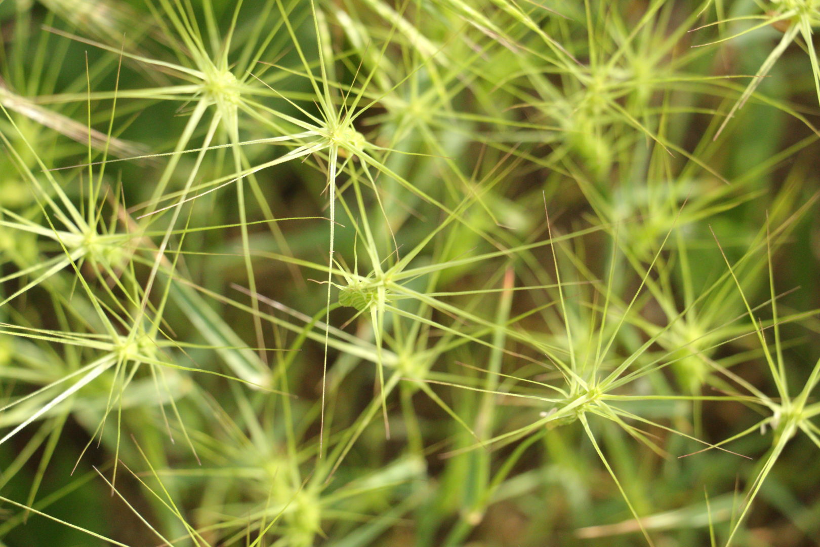 Трава с колосьями-звездочками - эгилопс трёхдюймовый